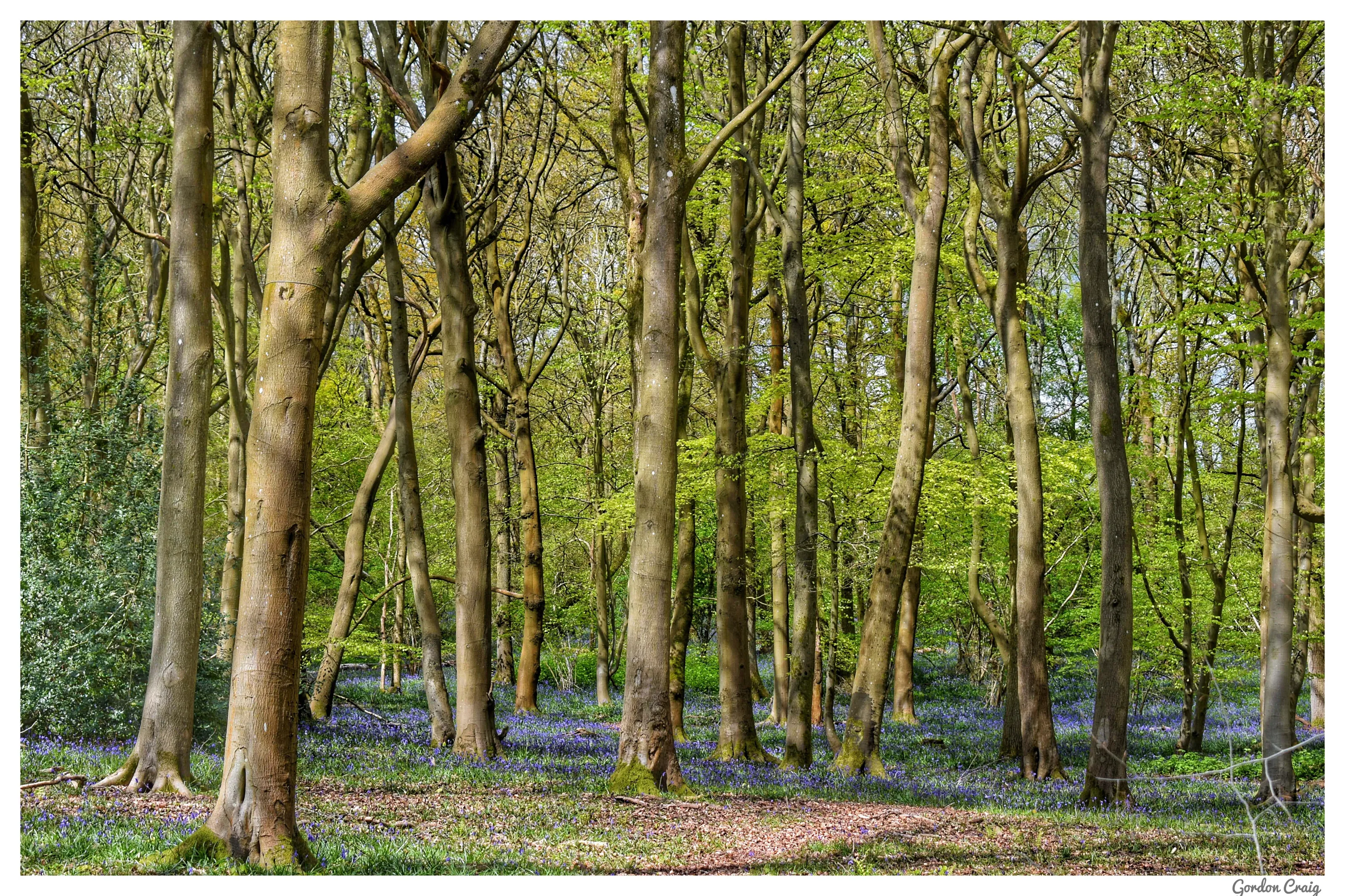 Bluebell Woods