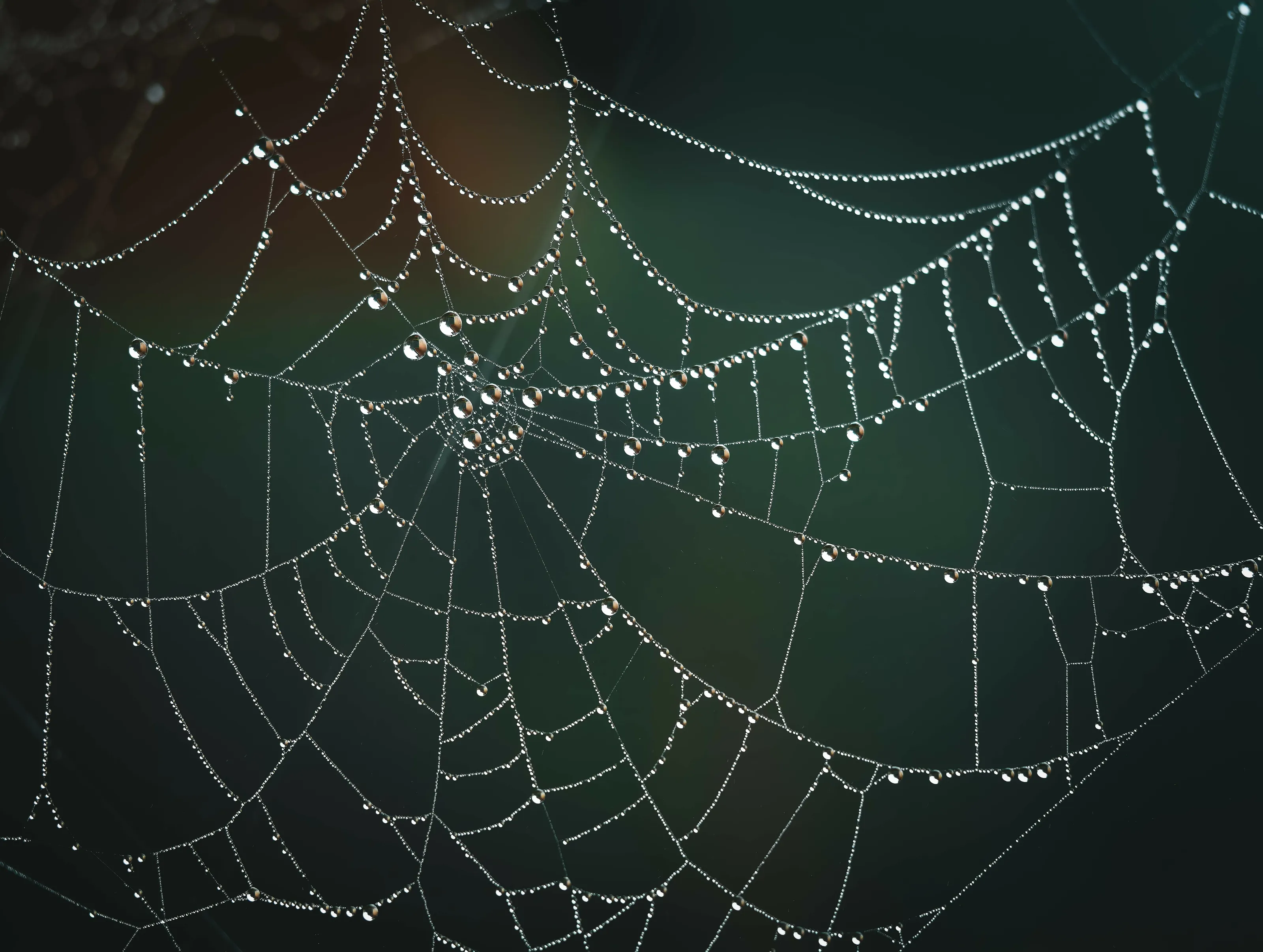 Dew on spiderweb