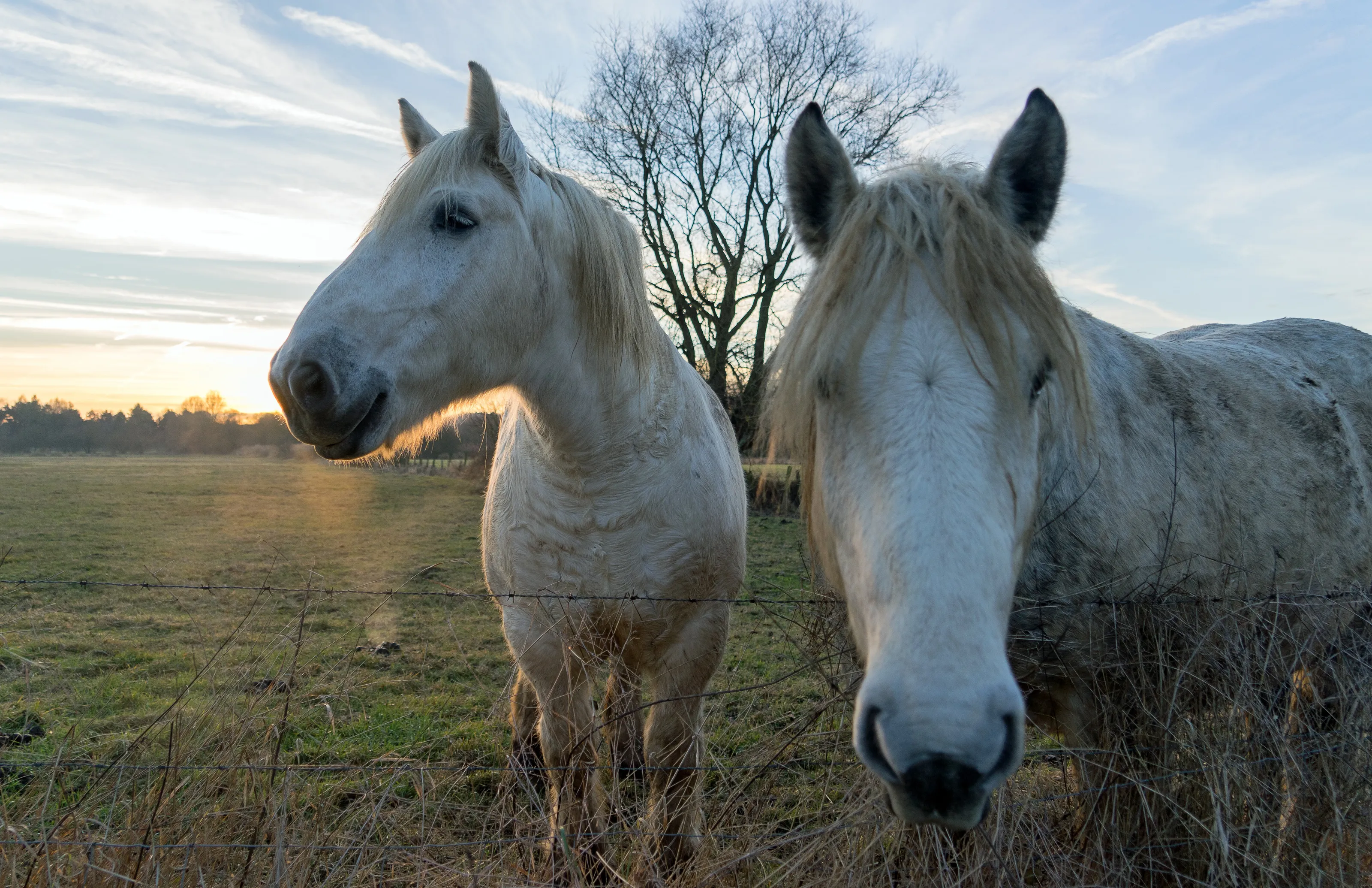horses