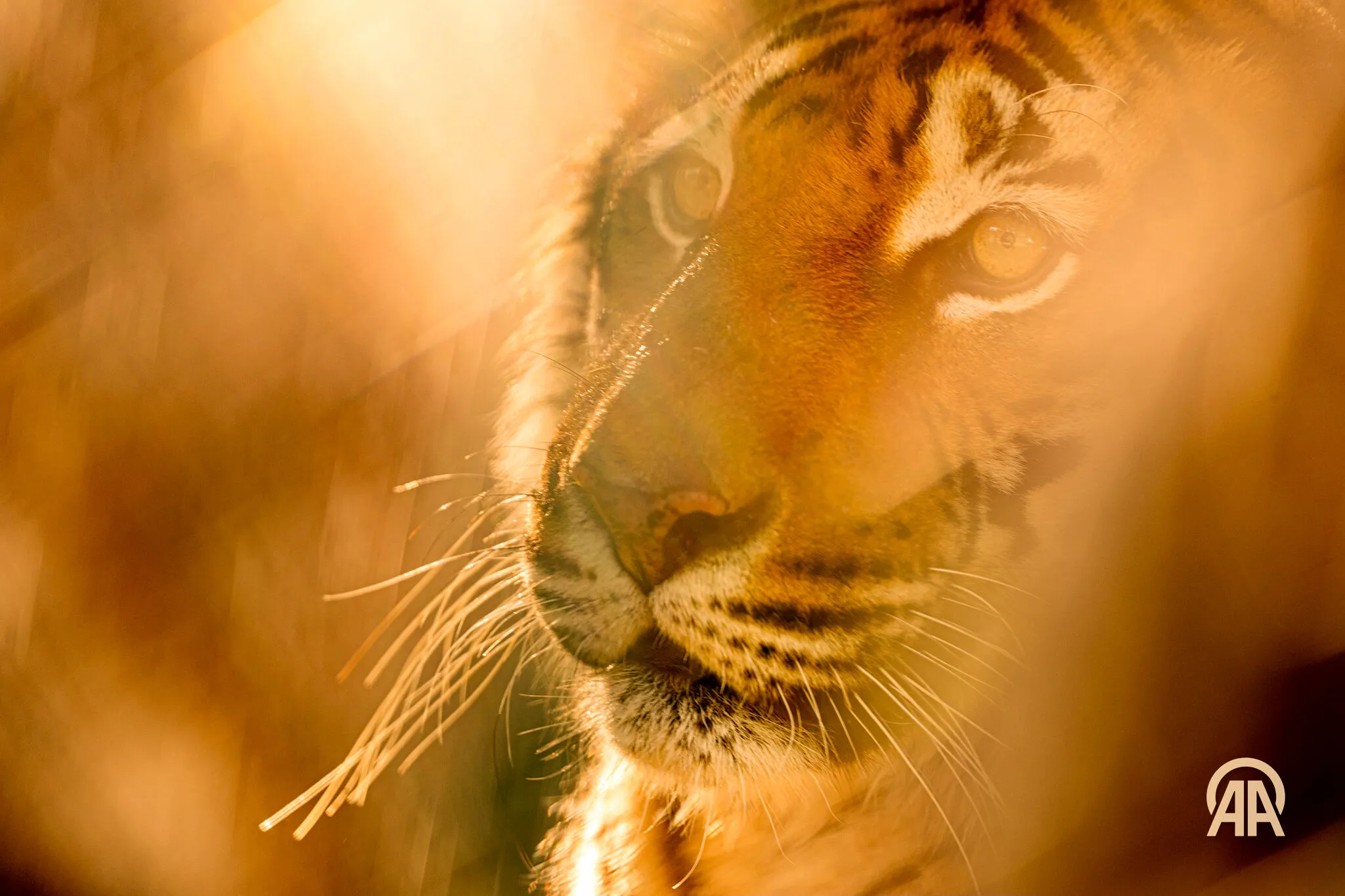 tiger