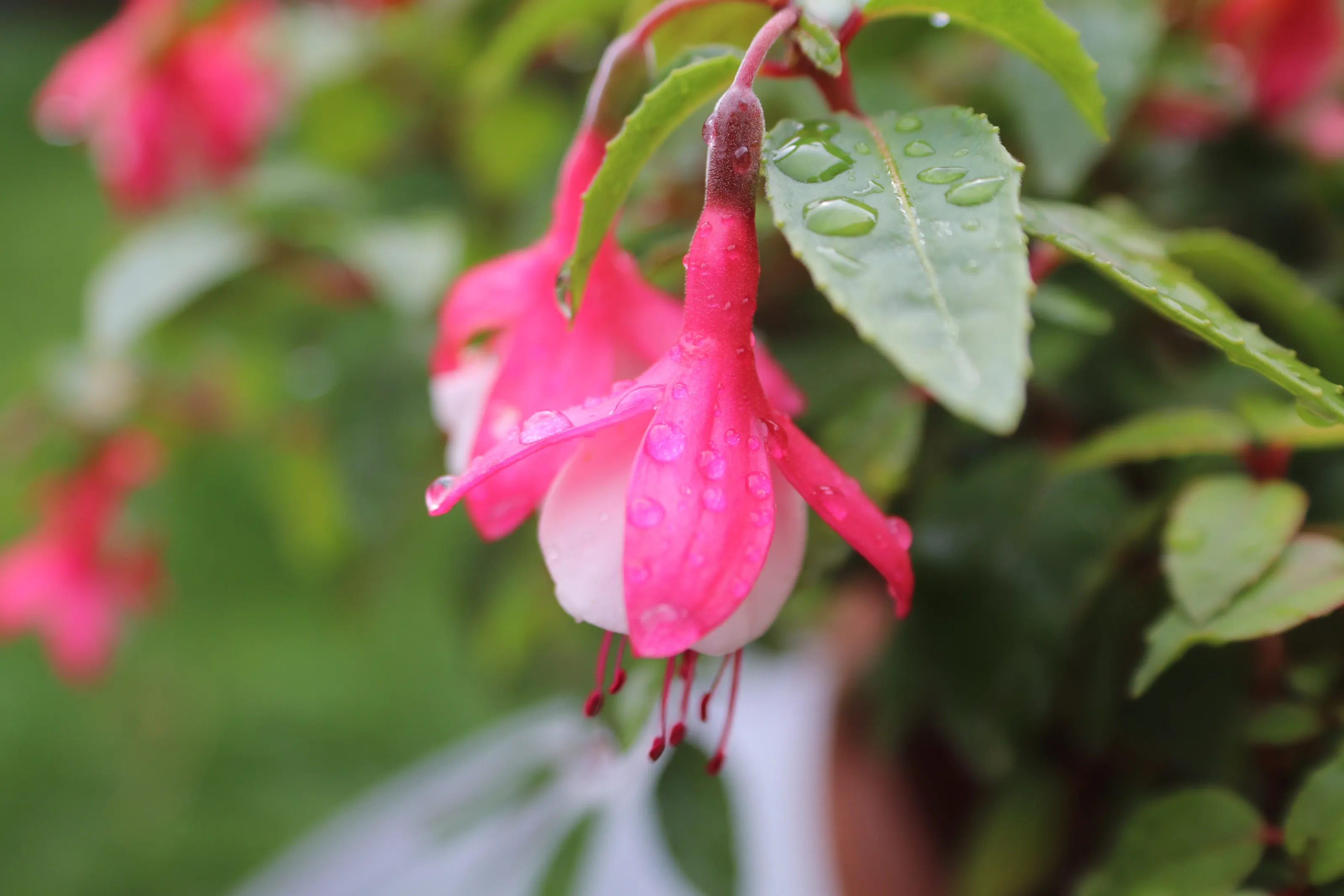 After the rain