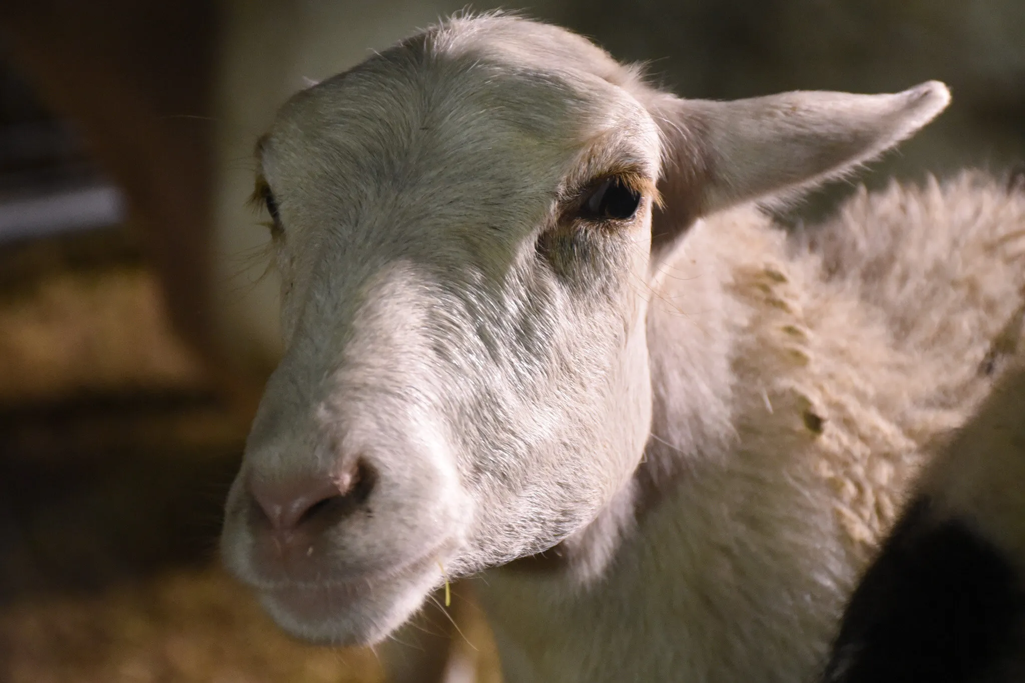 The lamb
