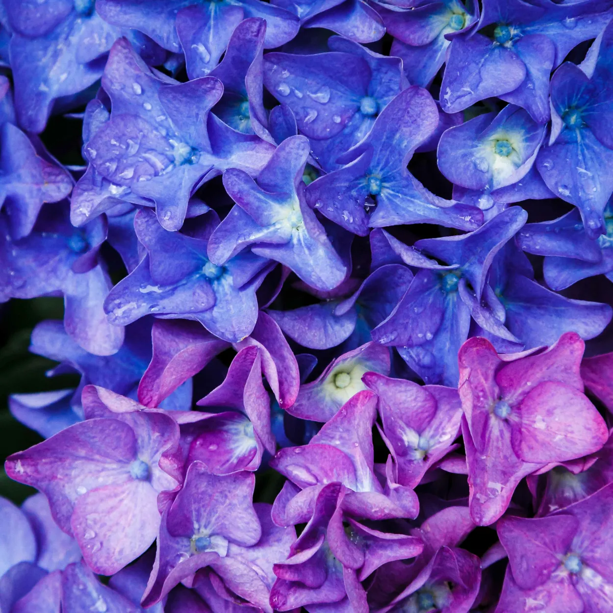 BluishPinkishPurplish