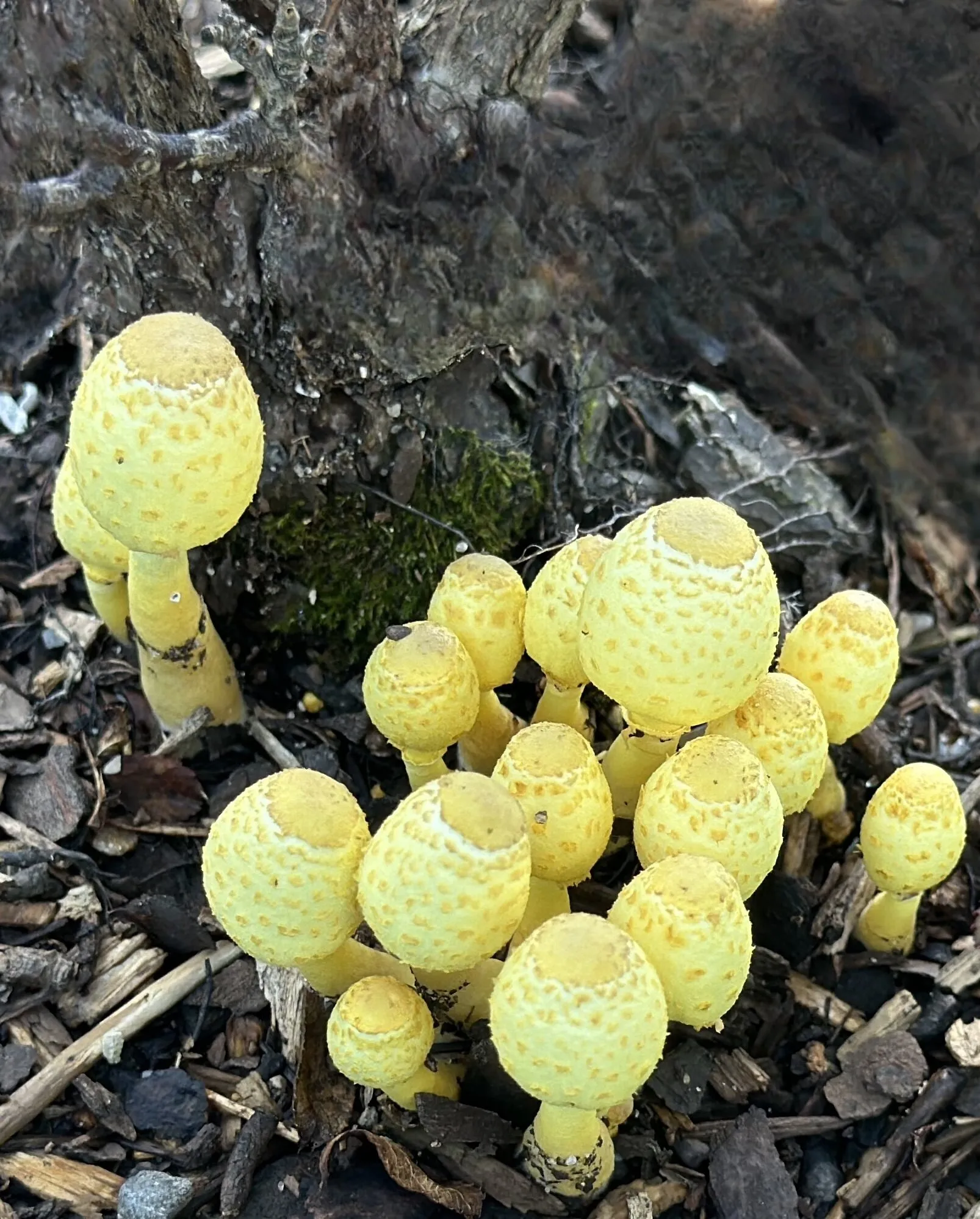 Yellow Fungi