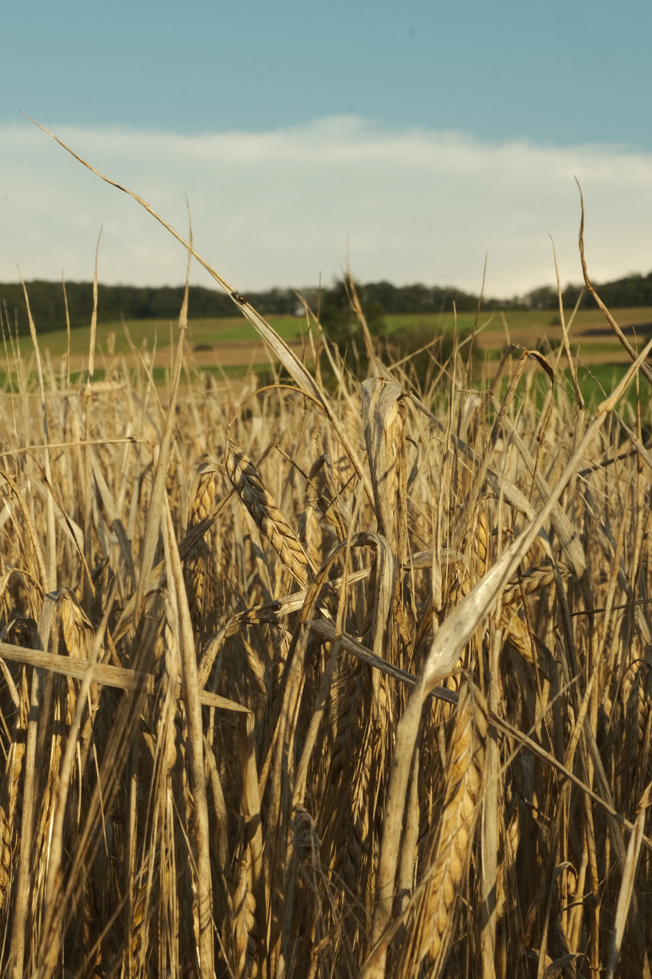 Barley