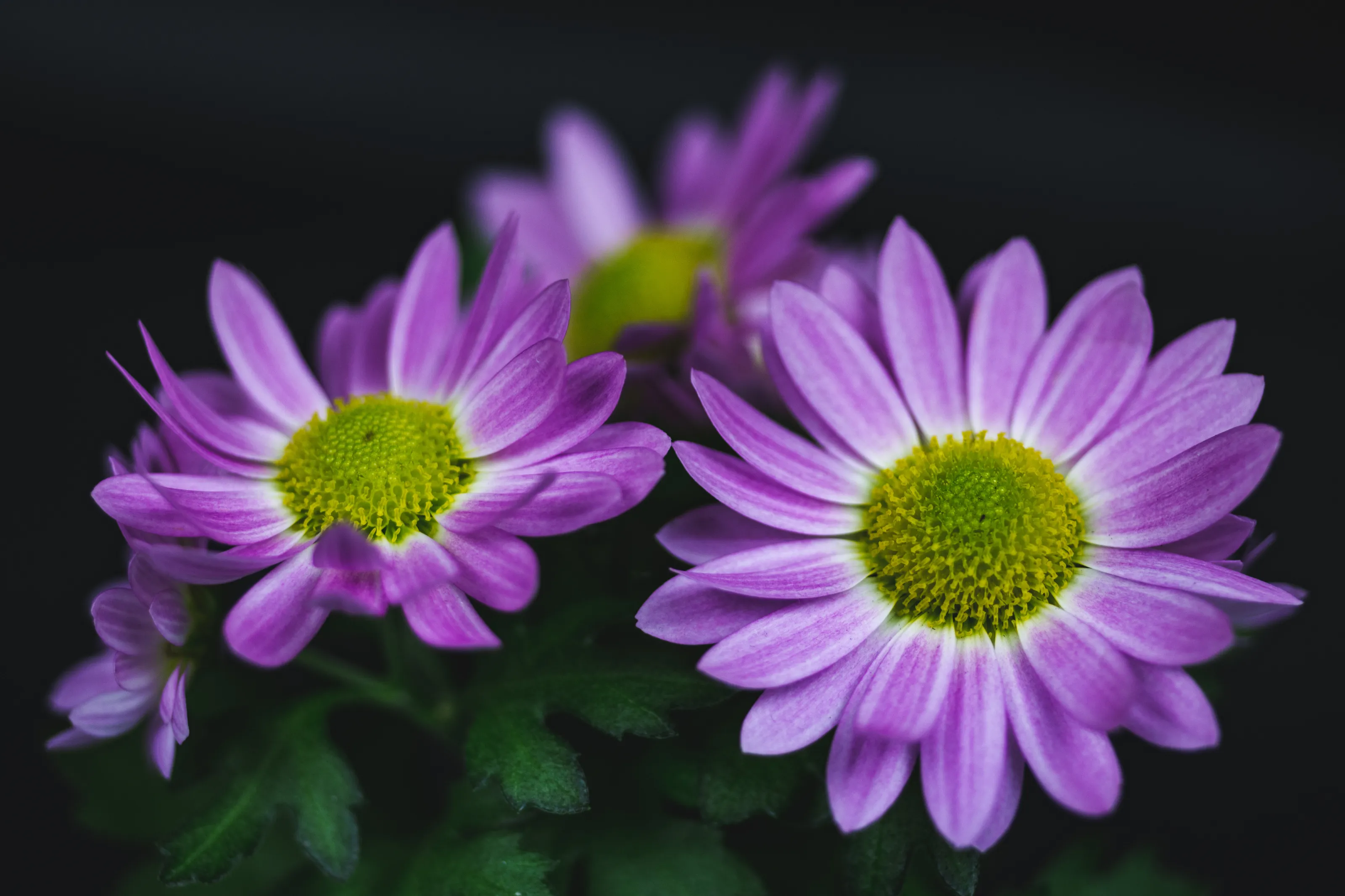 Macro Flowers