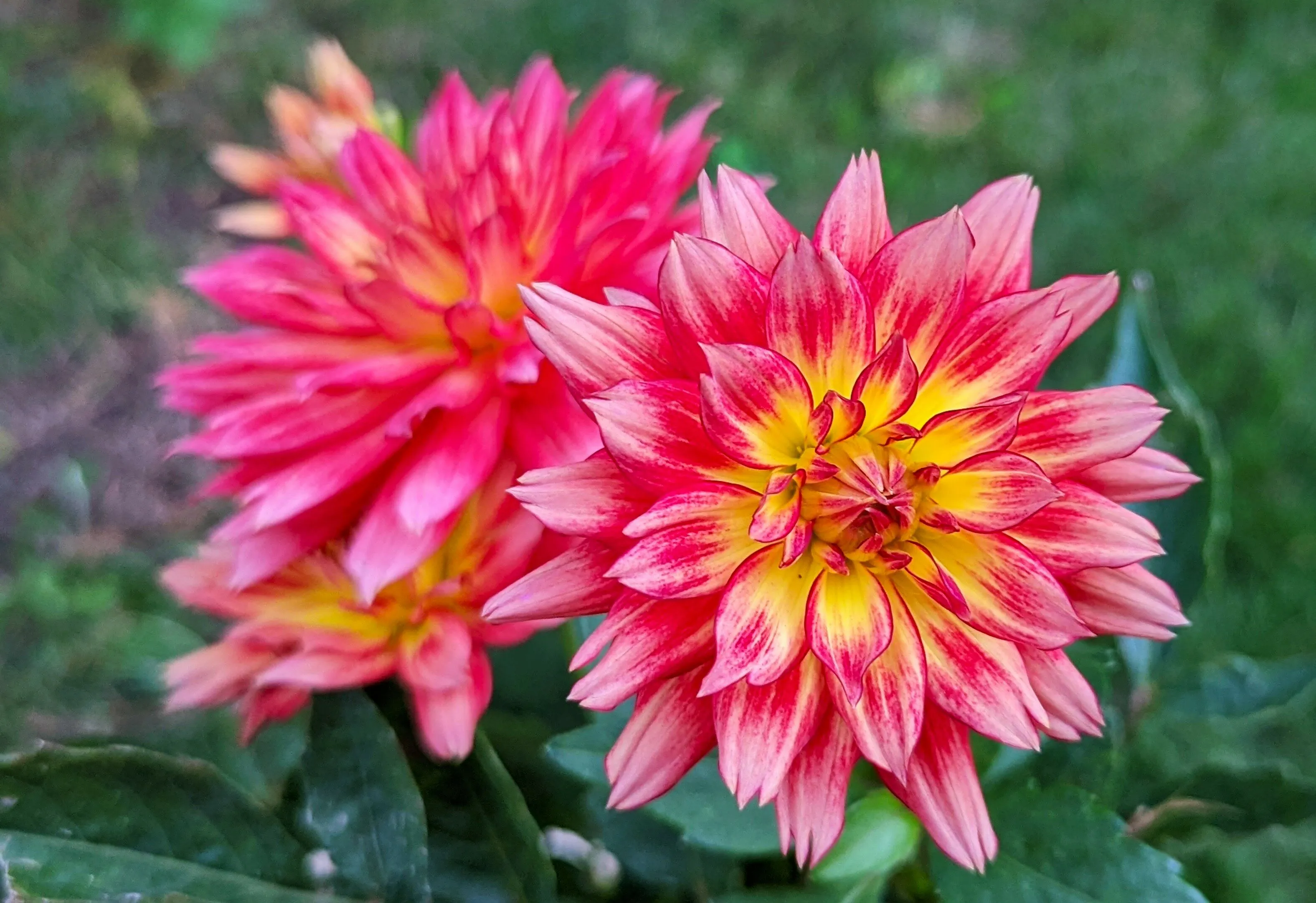 Dahlias Growing Outdoors (in colour)