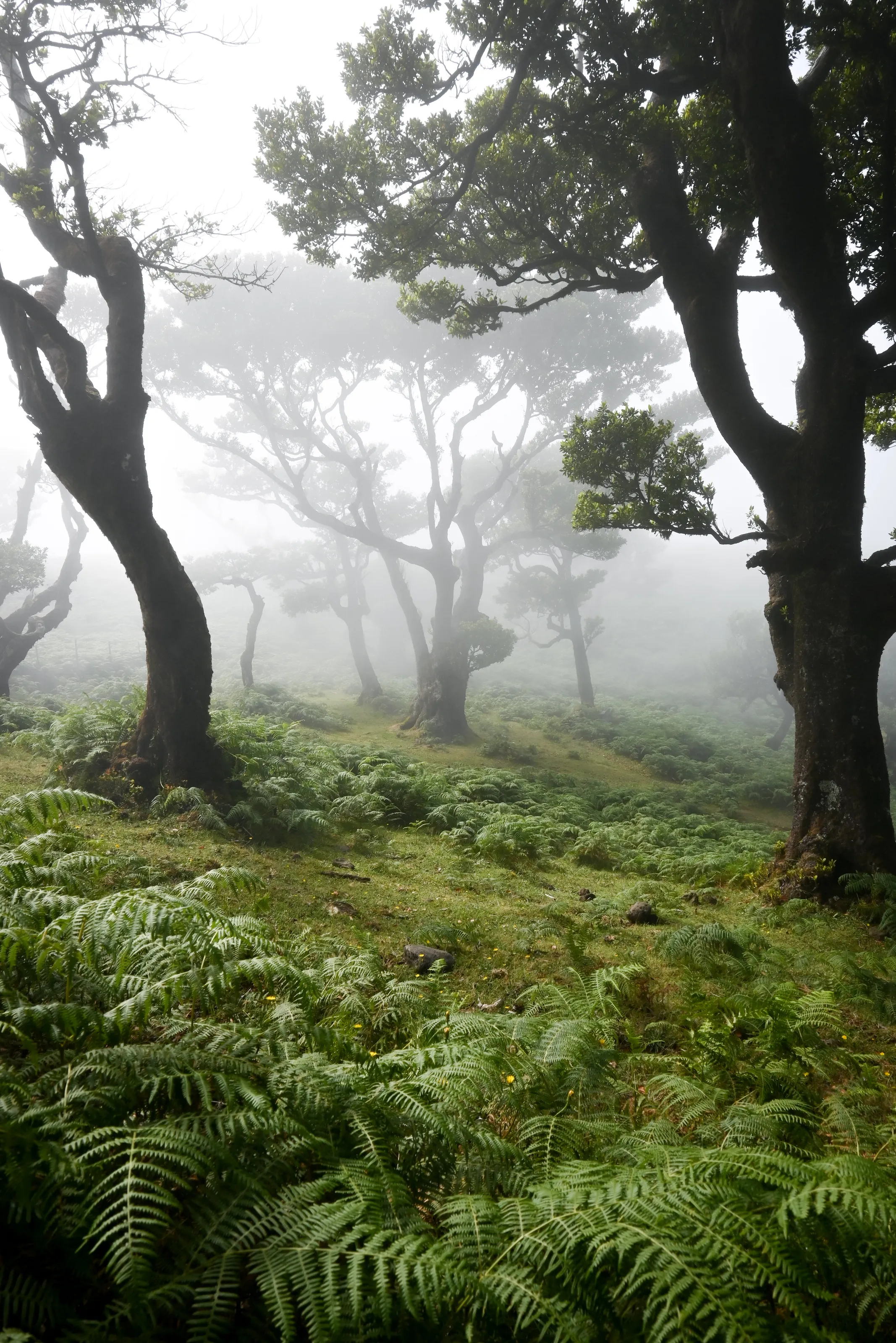 Foggy day in the Old forest