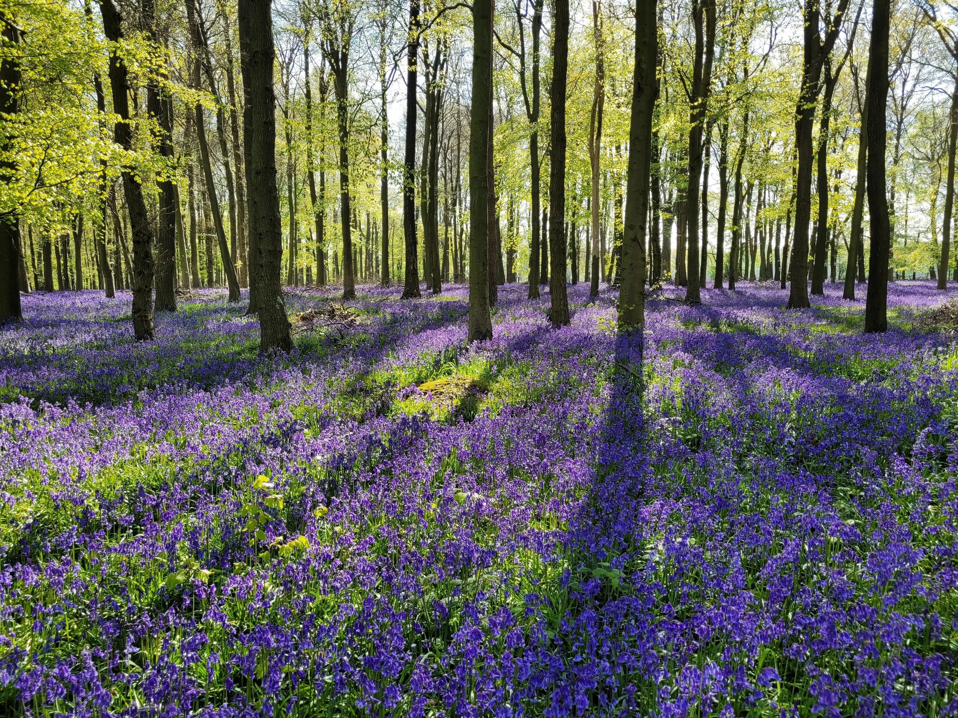 Woodland's Blue Reverie
