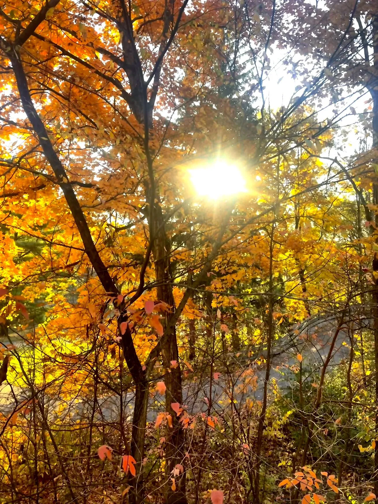 Forest Trail
