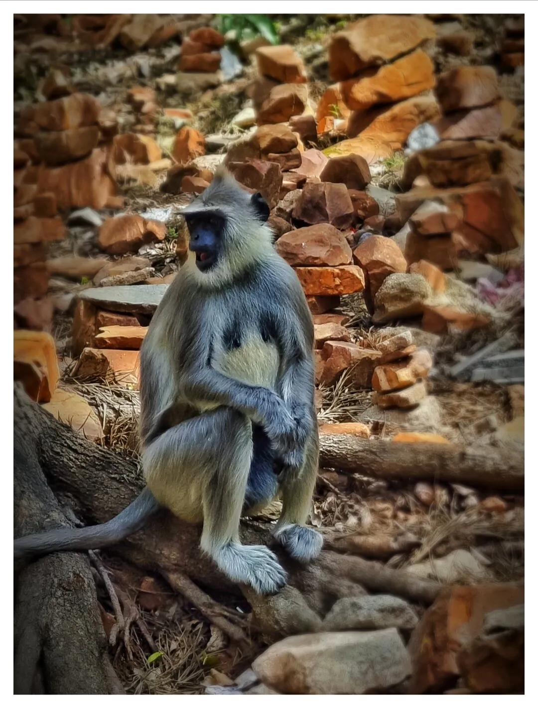 Gray langur - well known primates