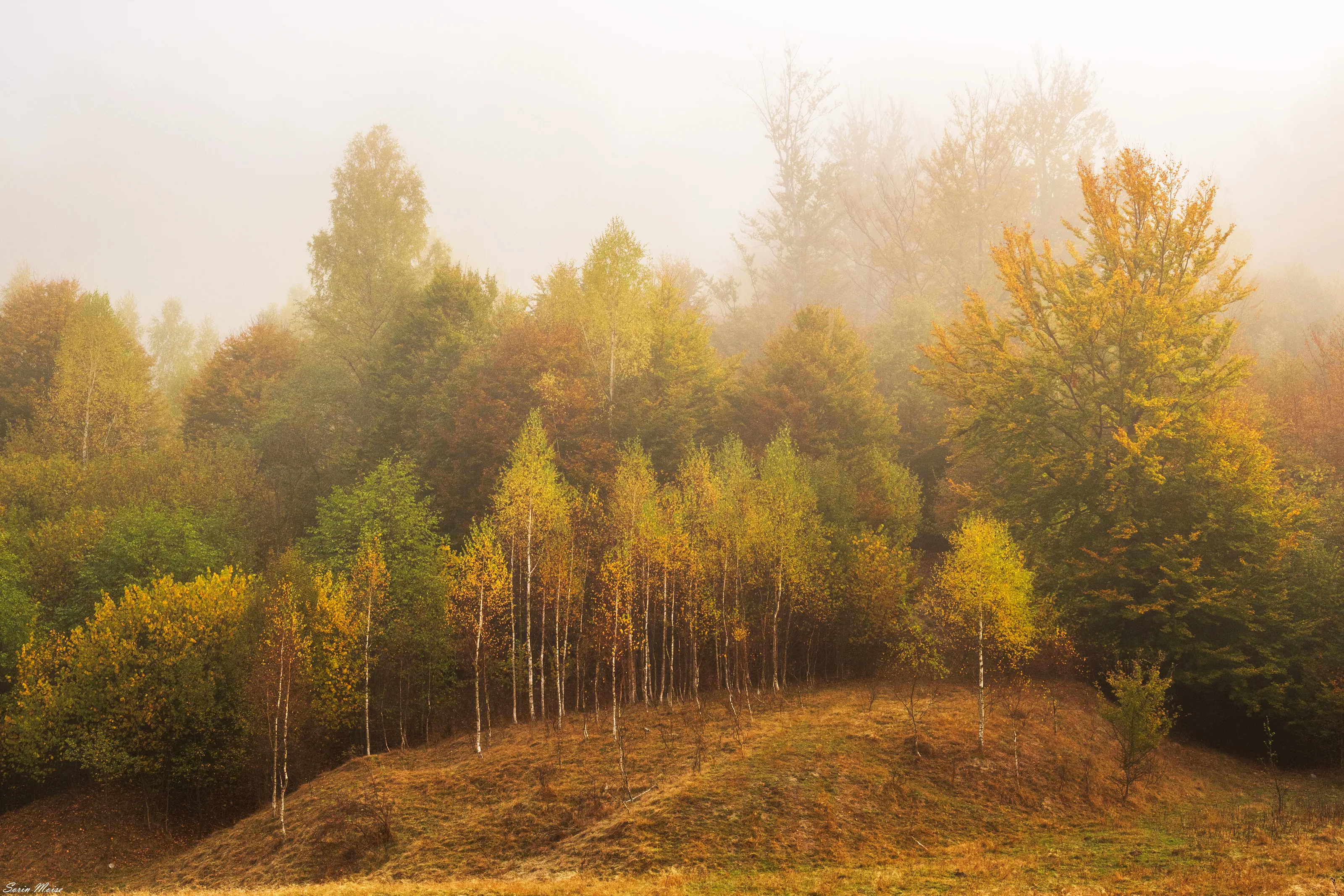 The autumn of a foggy morning