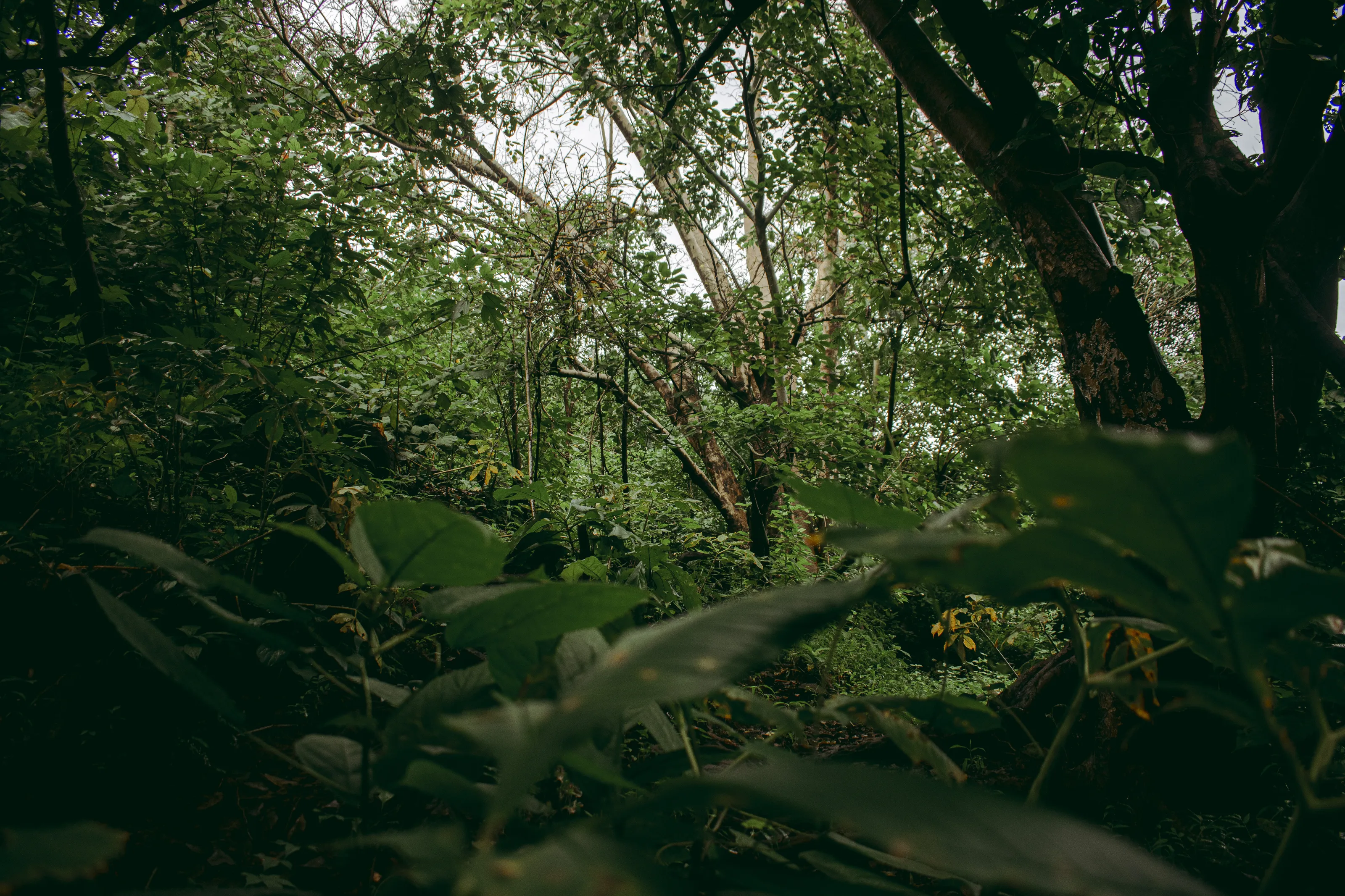 The Lush.