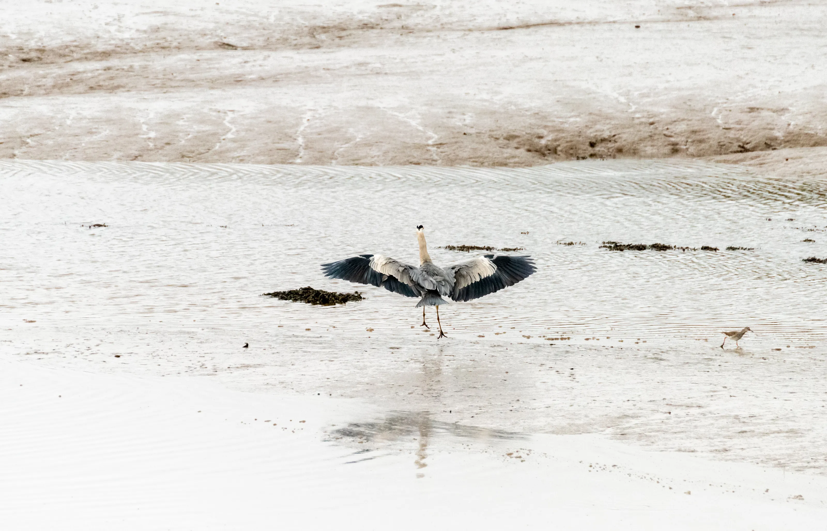 Heron (Carew castle & Tidal mill)
