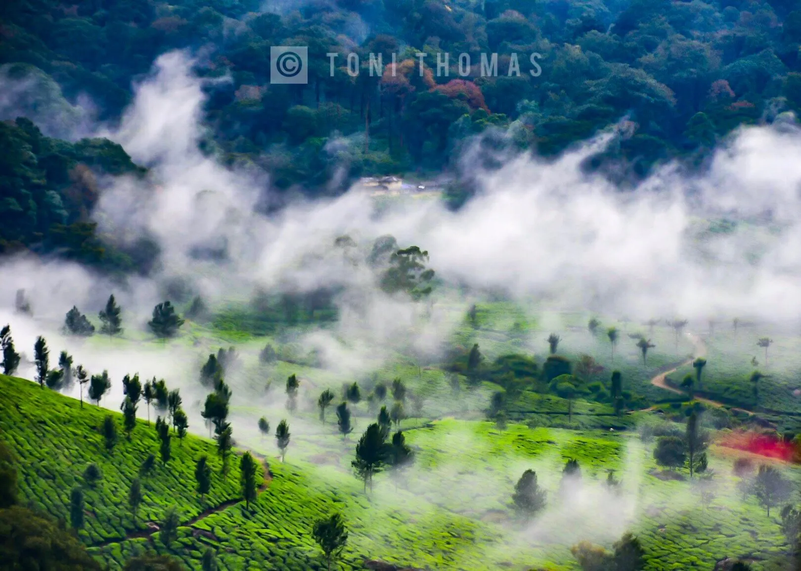 TRANQUIL HILLS