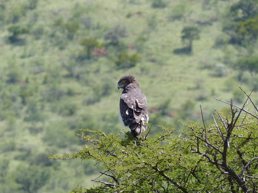 Eagle