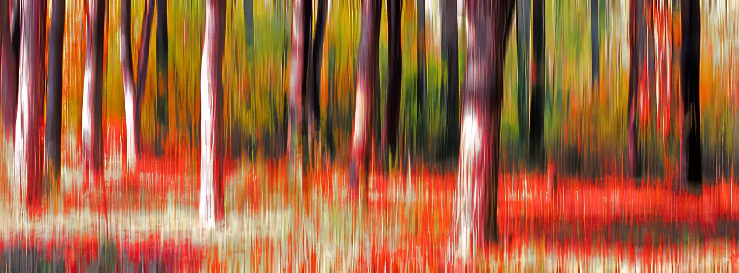 Autumn tree Panorama in Sofia, Bulgaria