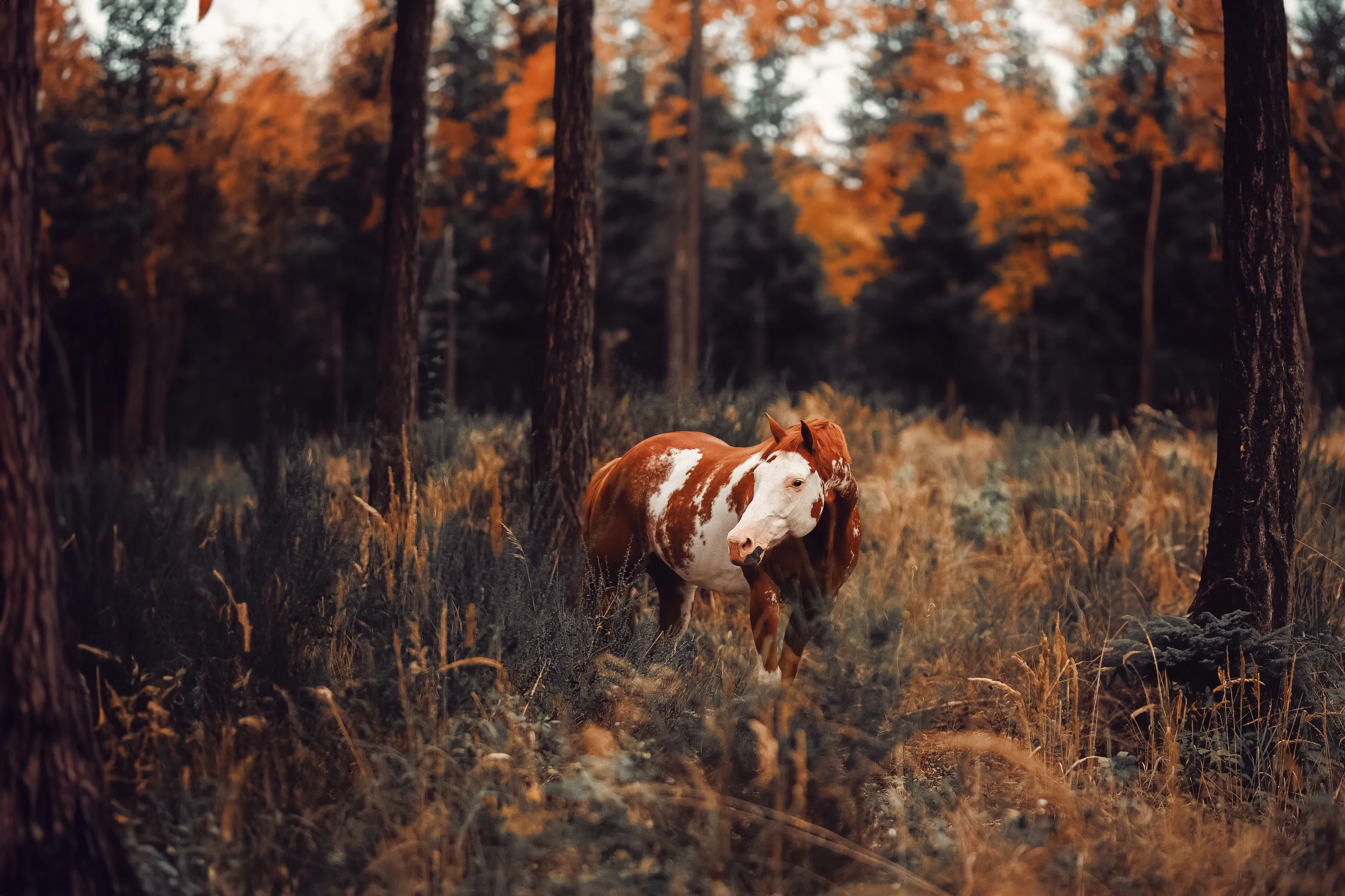 Indian summer