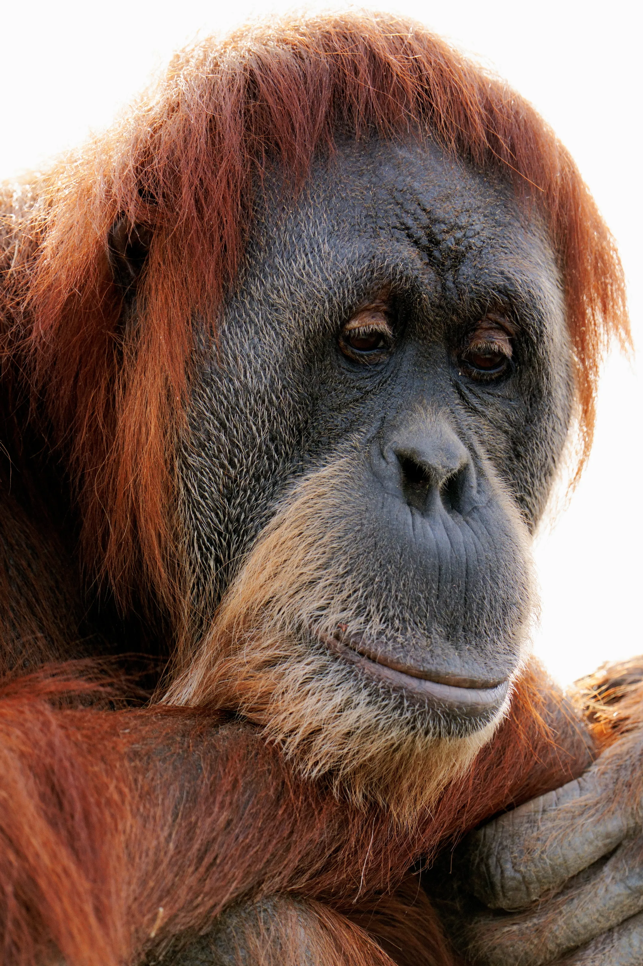 Orangutan Pondering Life