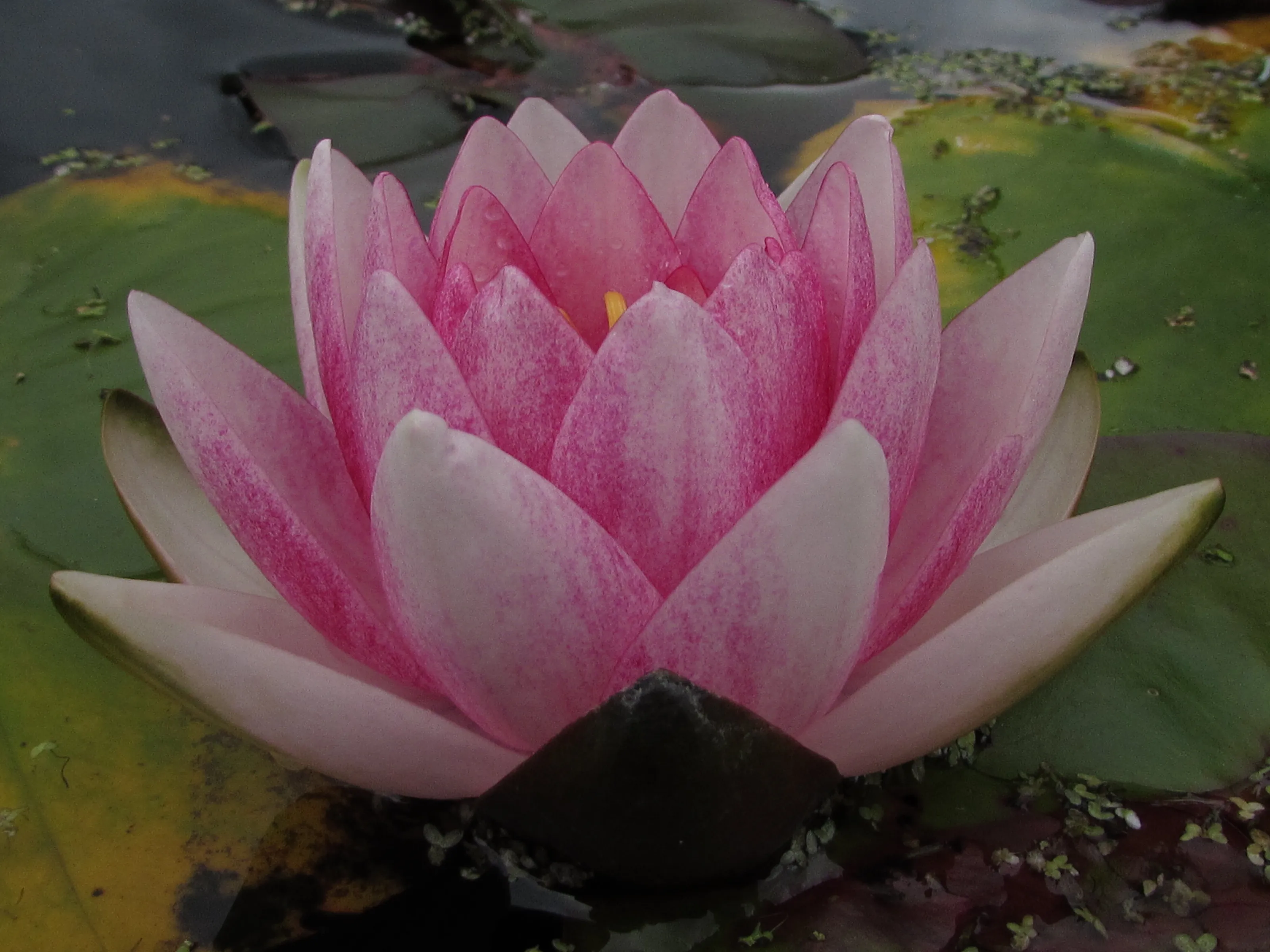 Water lily🌸