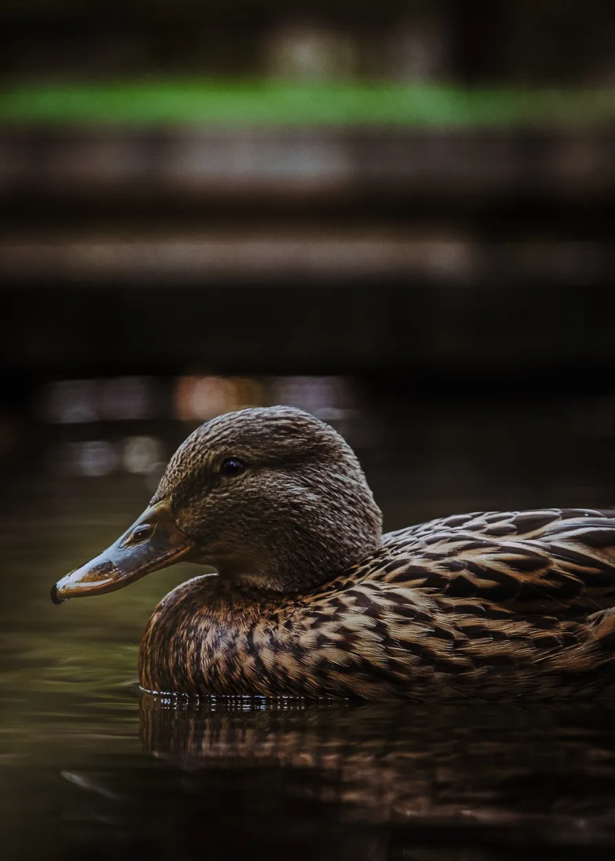 Entry 22306798