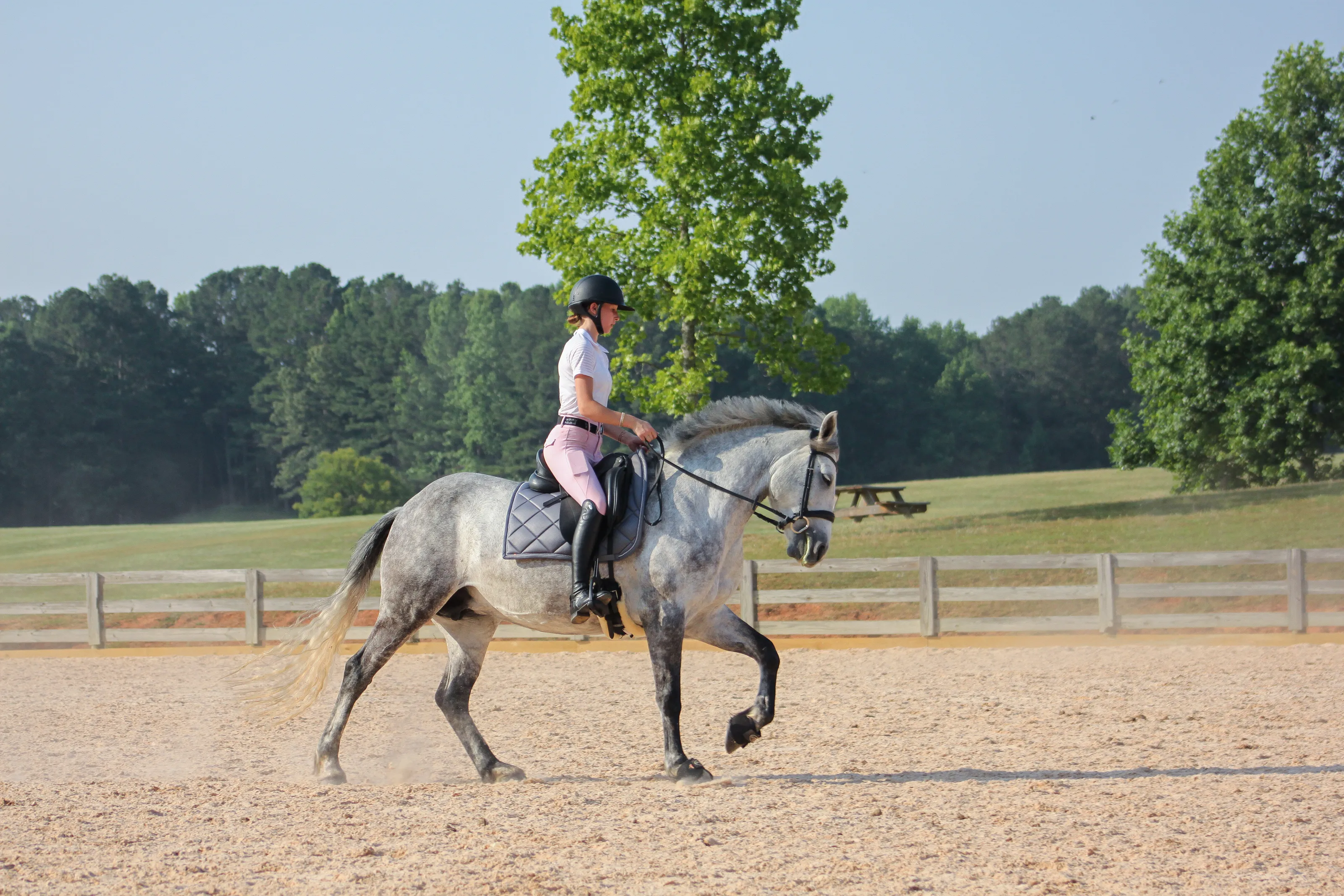 Dressage