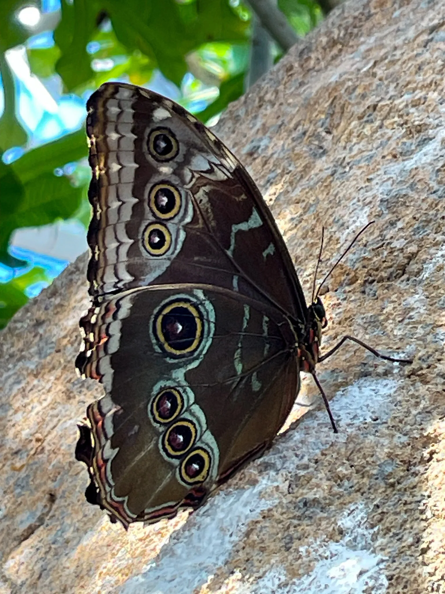 Blue Morpho Butterfly