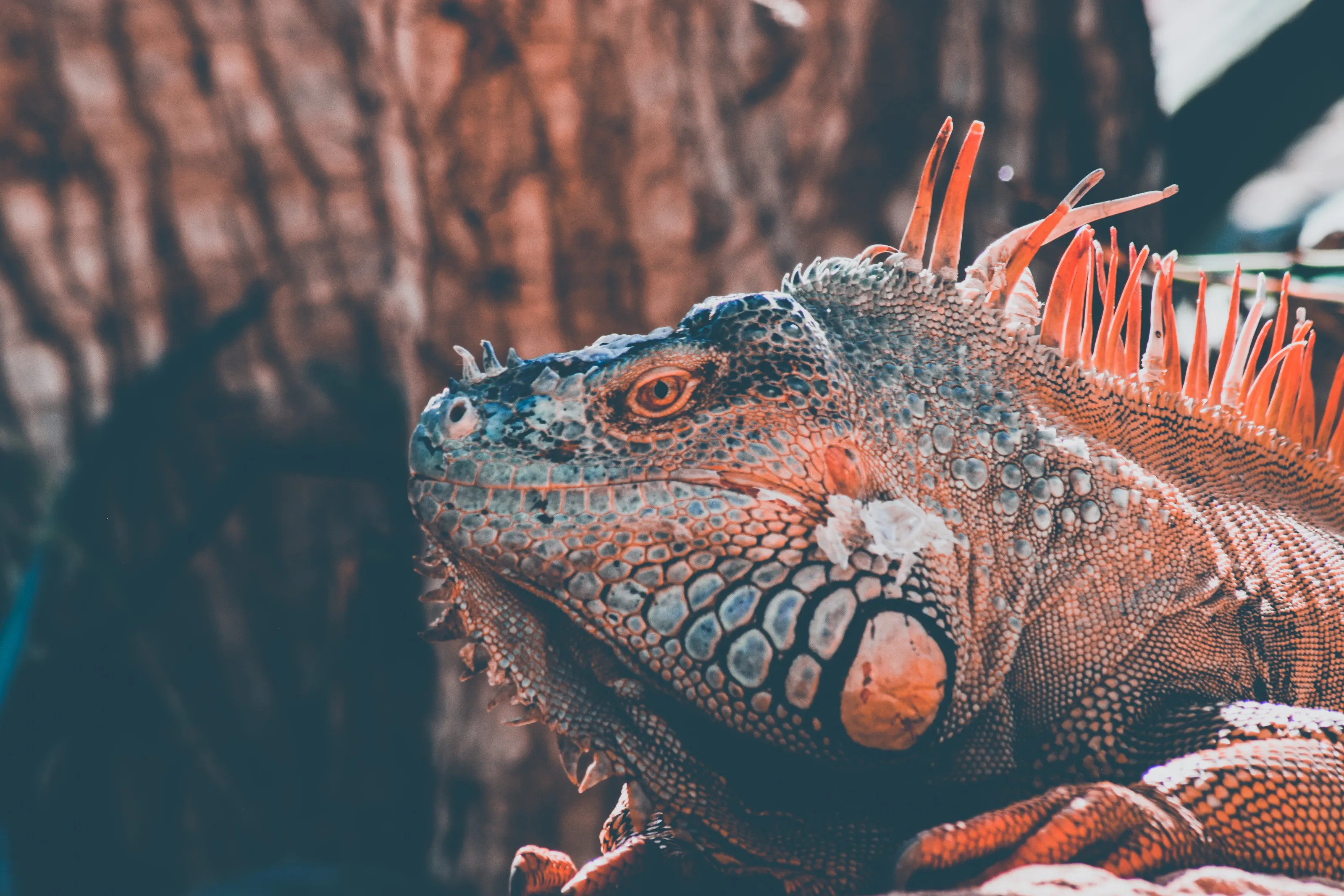 iguanas
