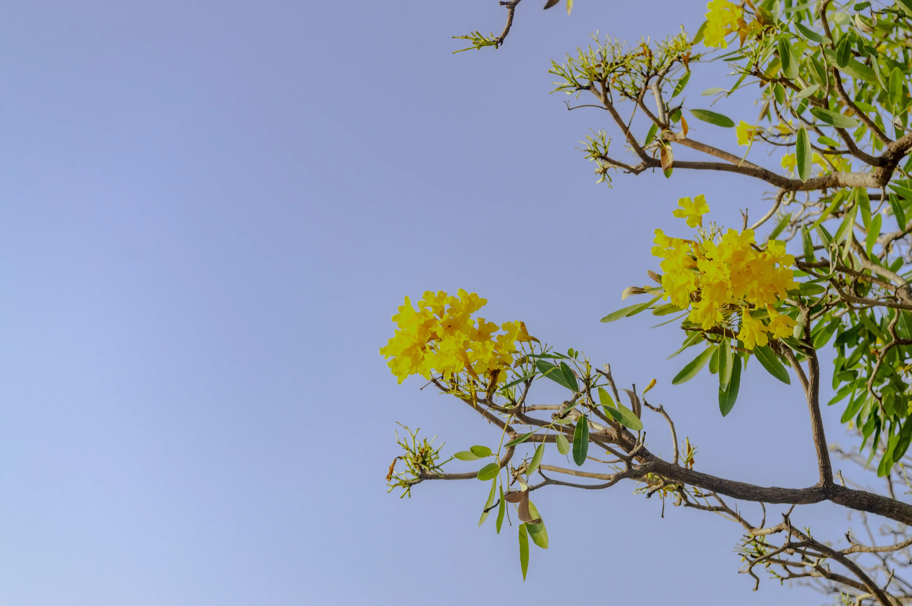 Yellow Flower