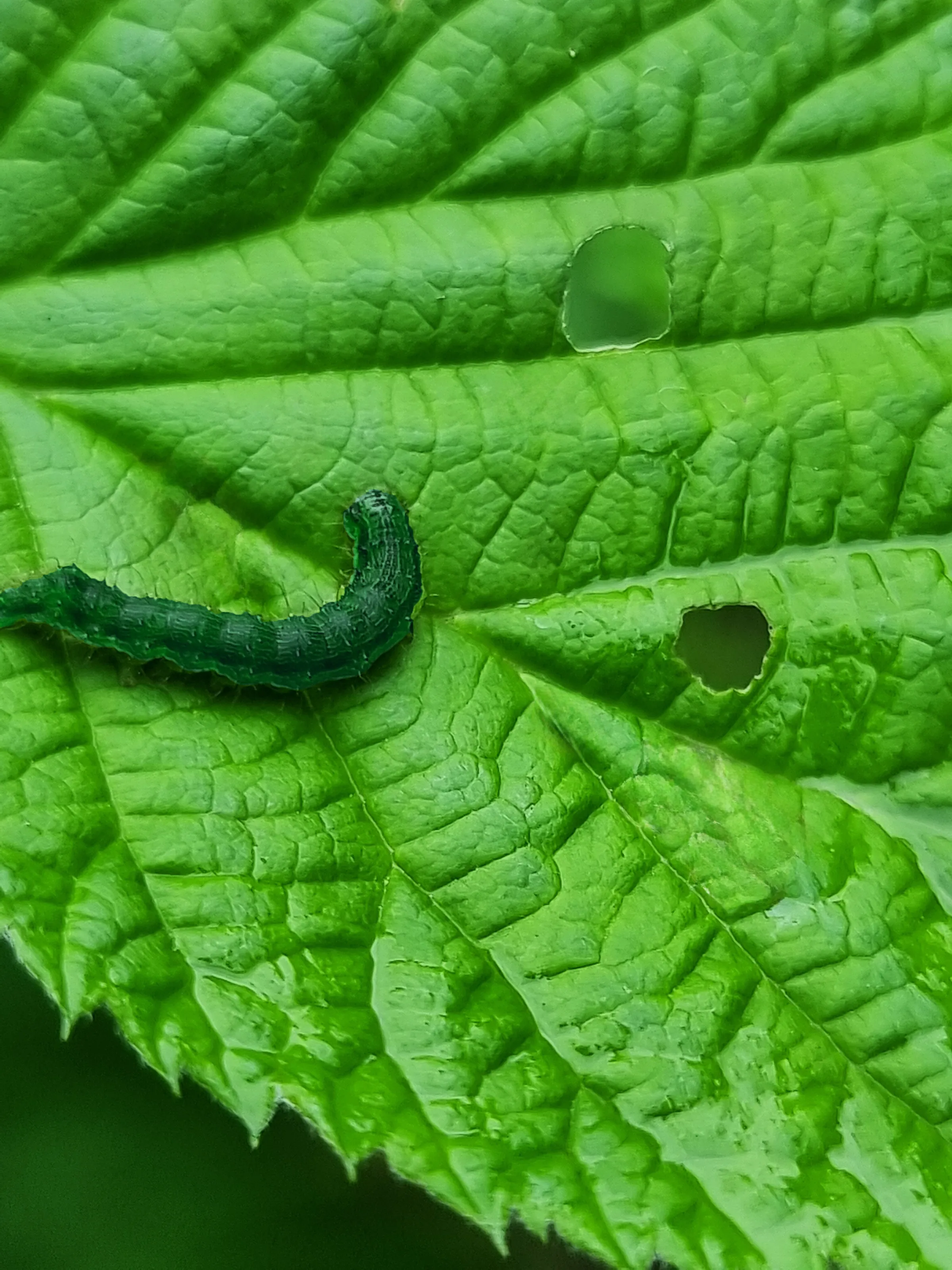 Caterpillar on a leaf