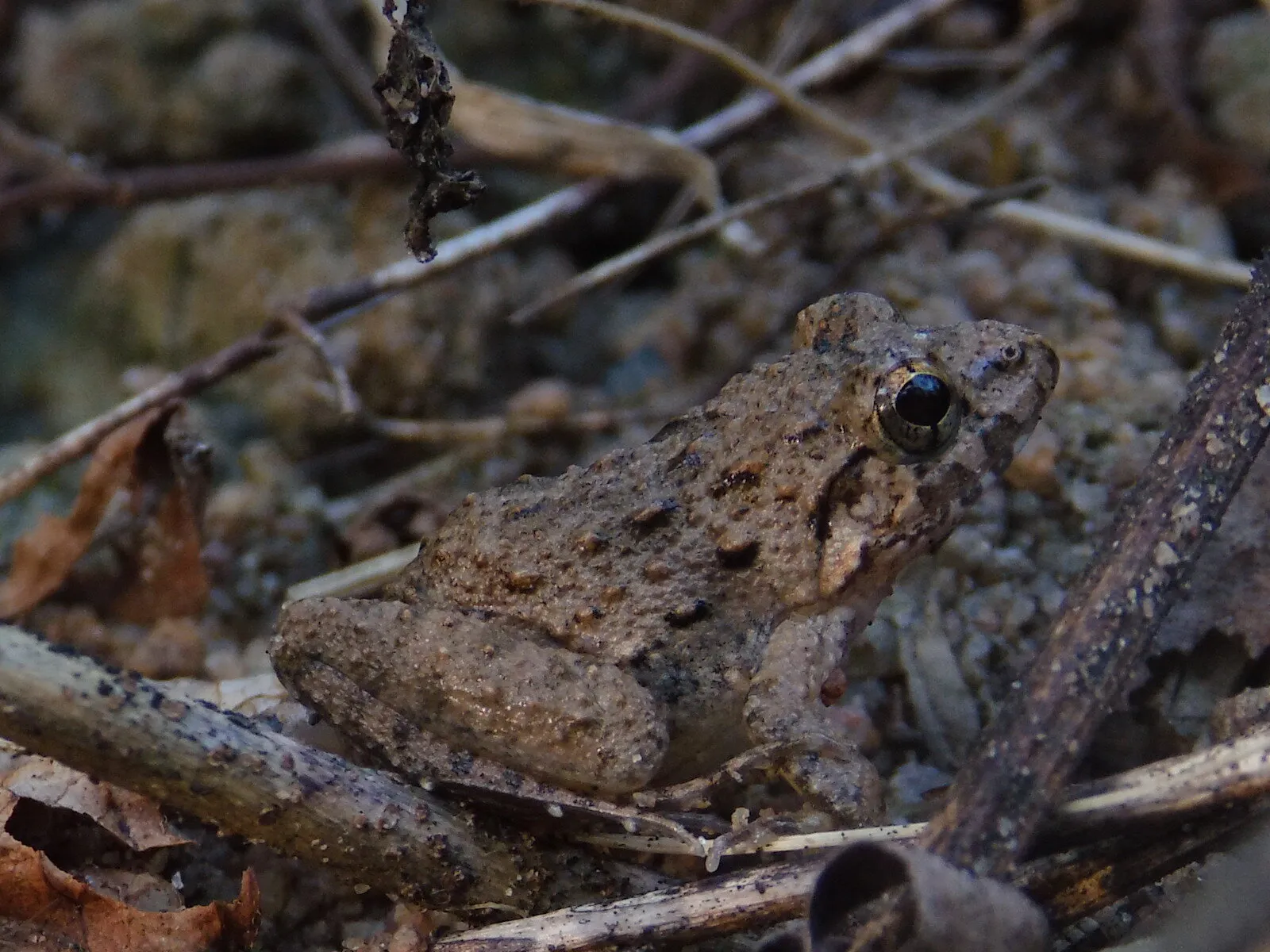 Camouflaged Beauty: The Hidden Frog in the Wild