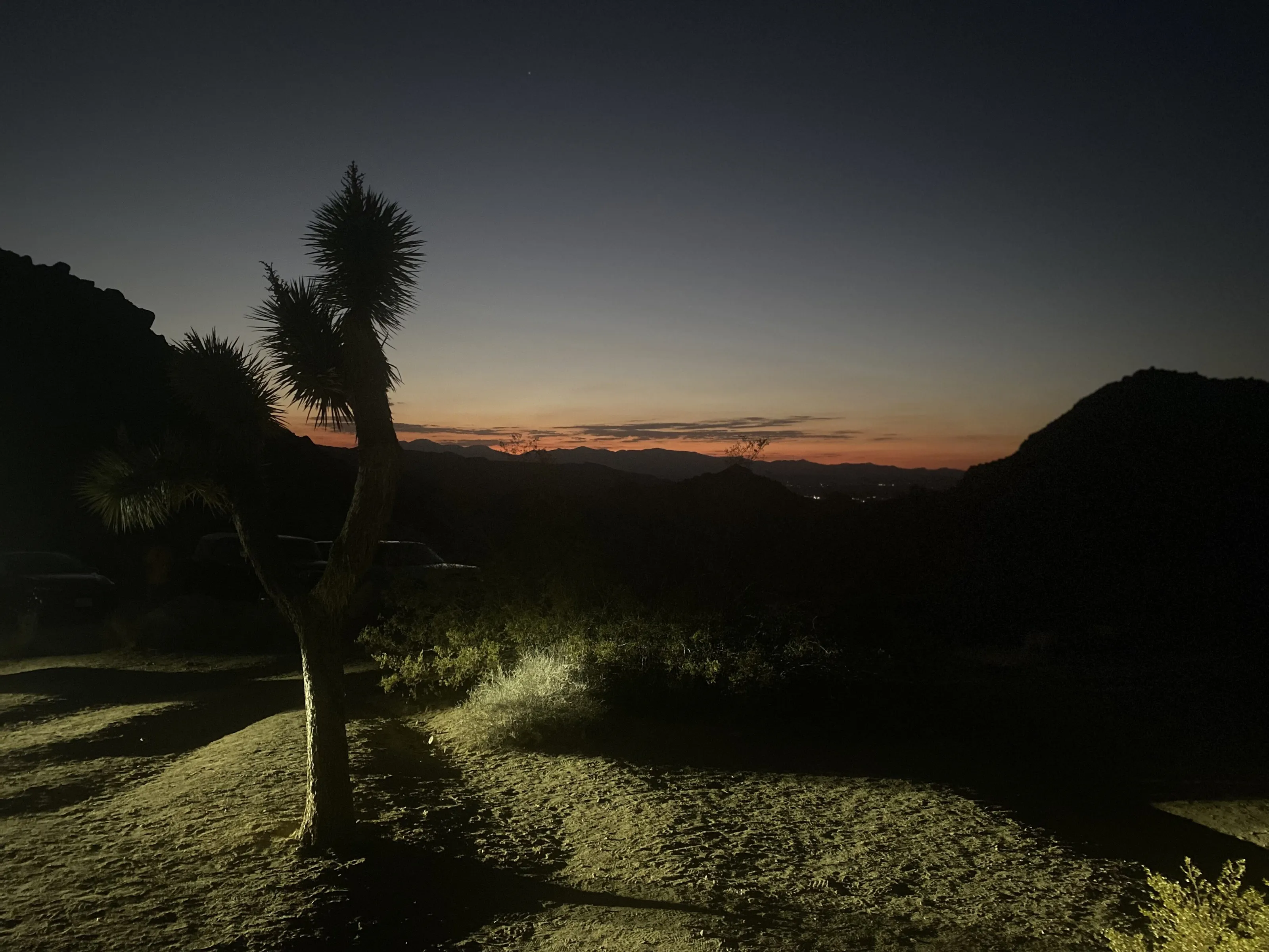 Joshua Tree