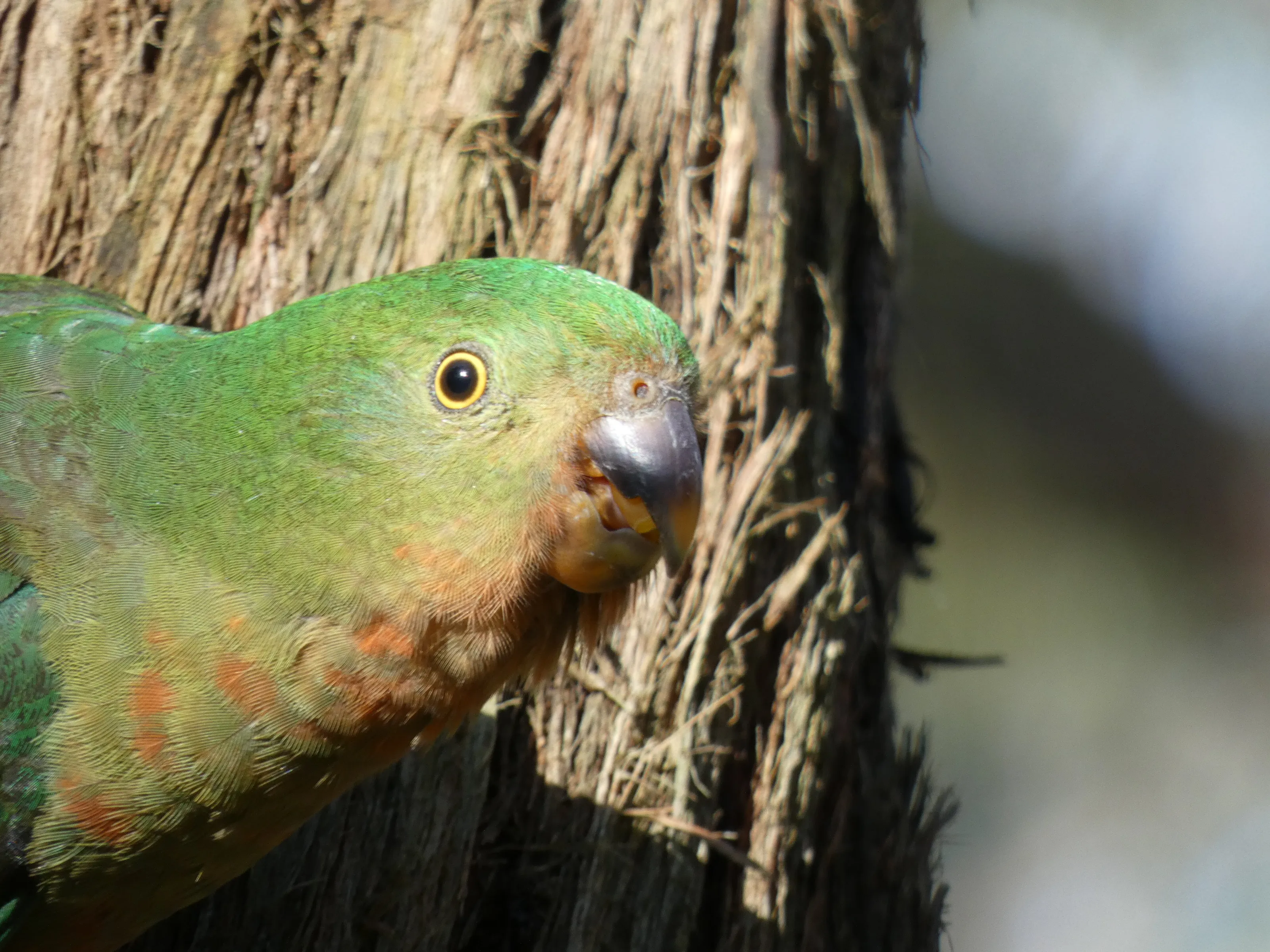 King Parrot
