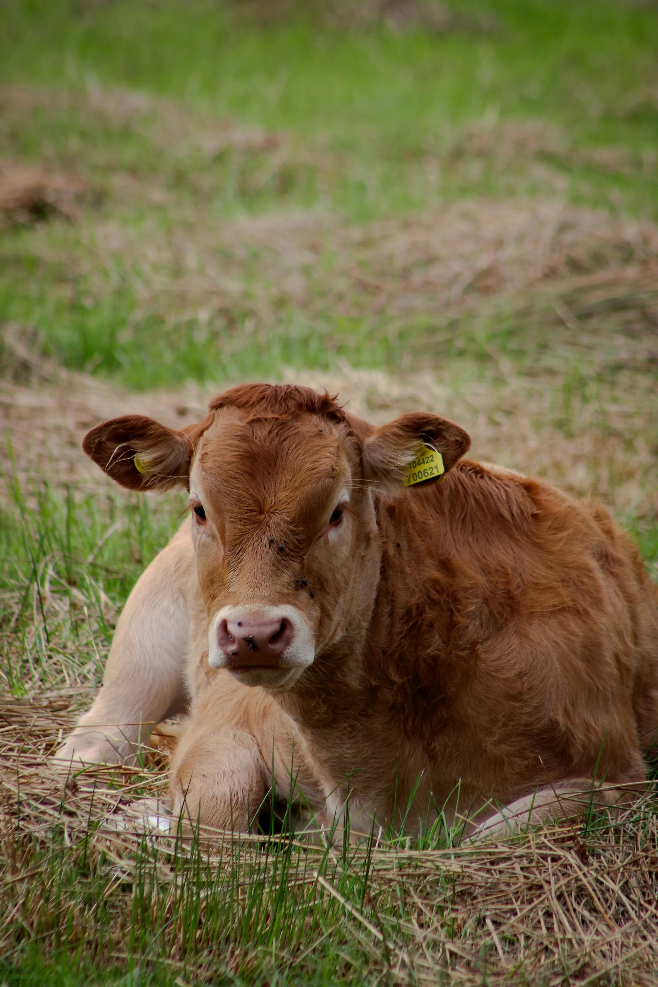 Livestock