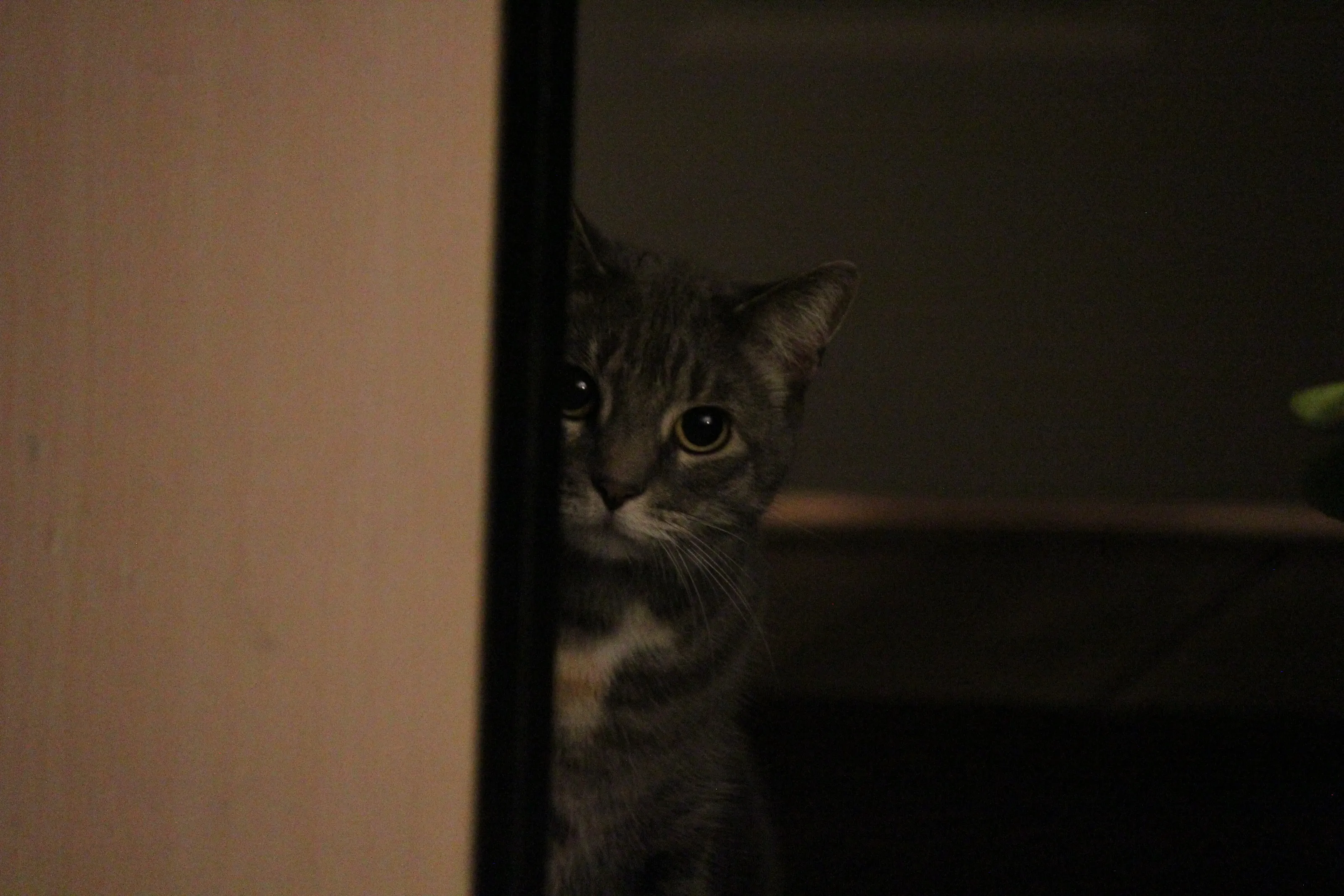 In a cats world