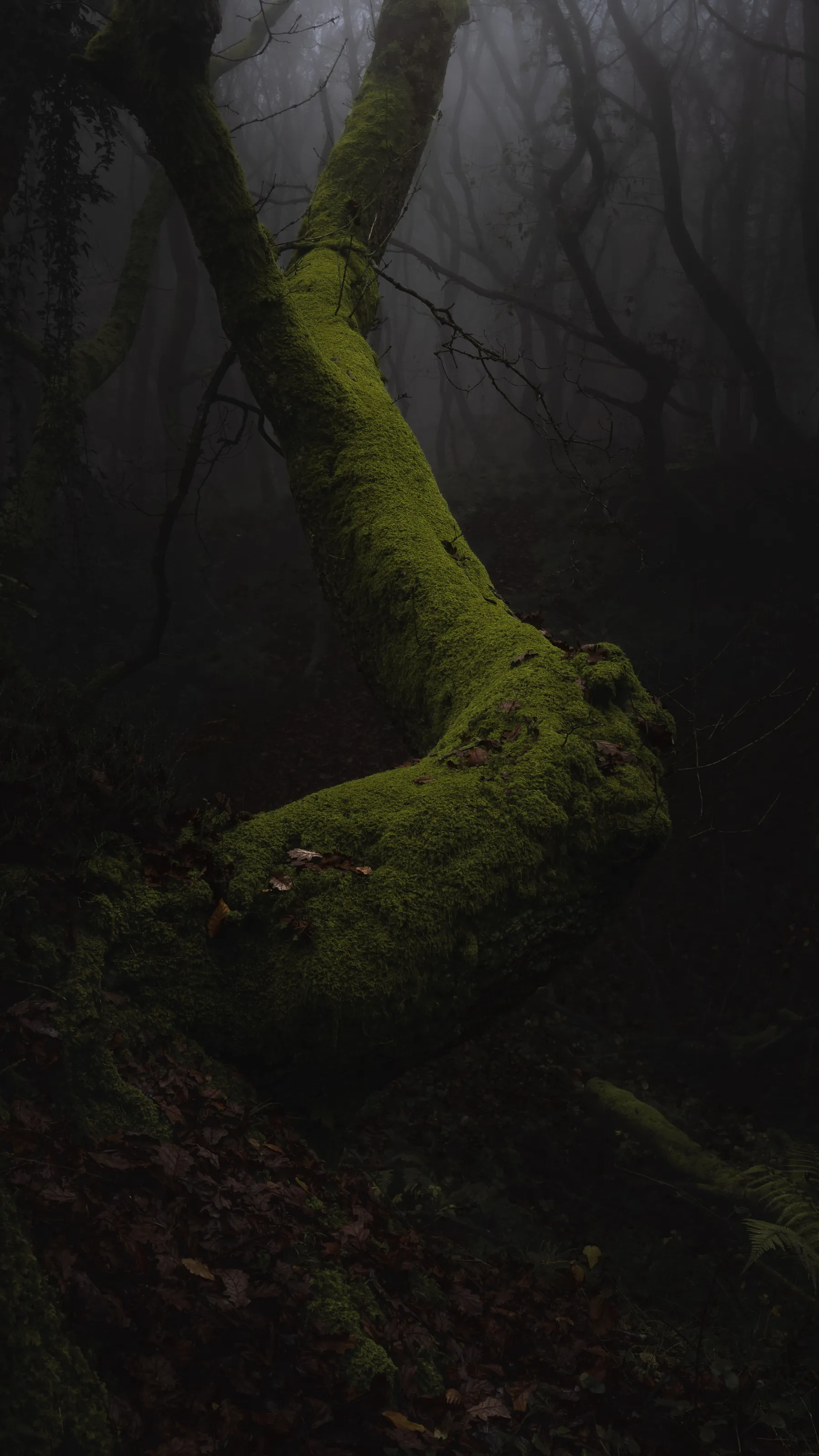 Mystic forest