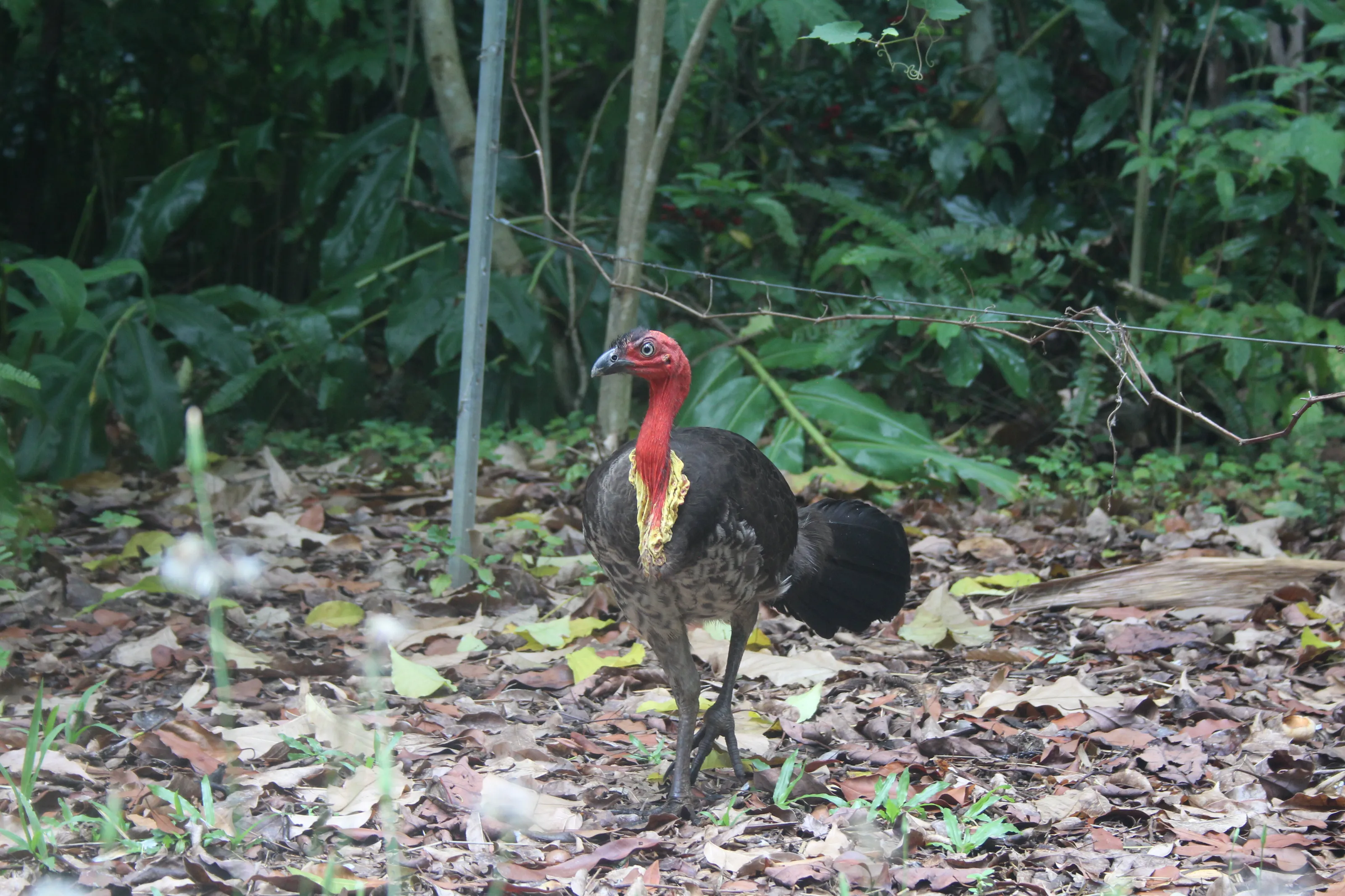 Bush turkey