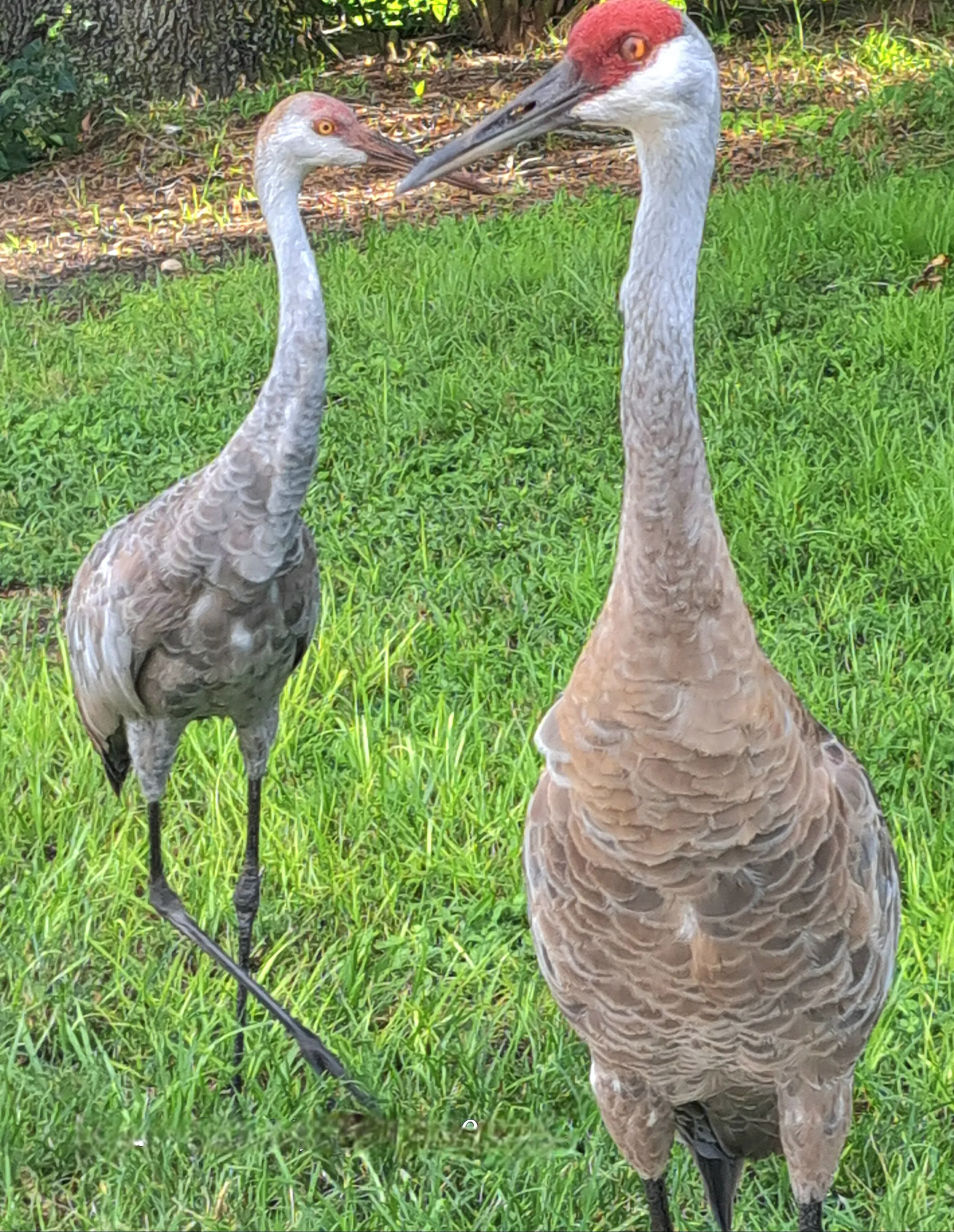 Guiding the young