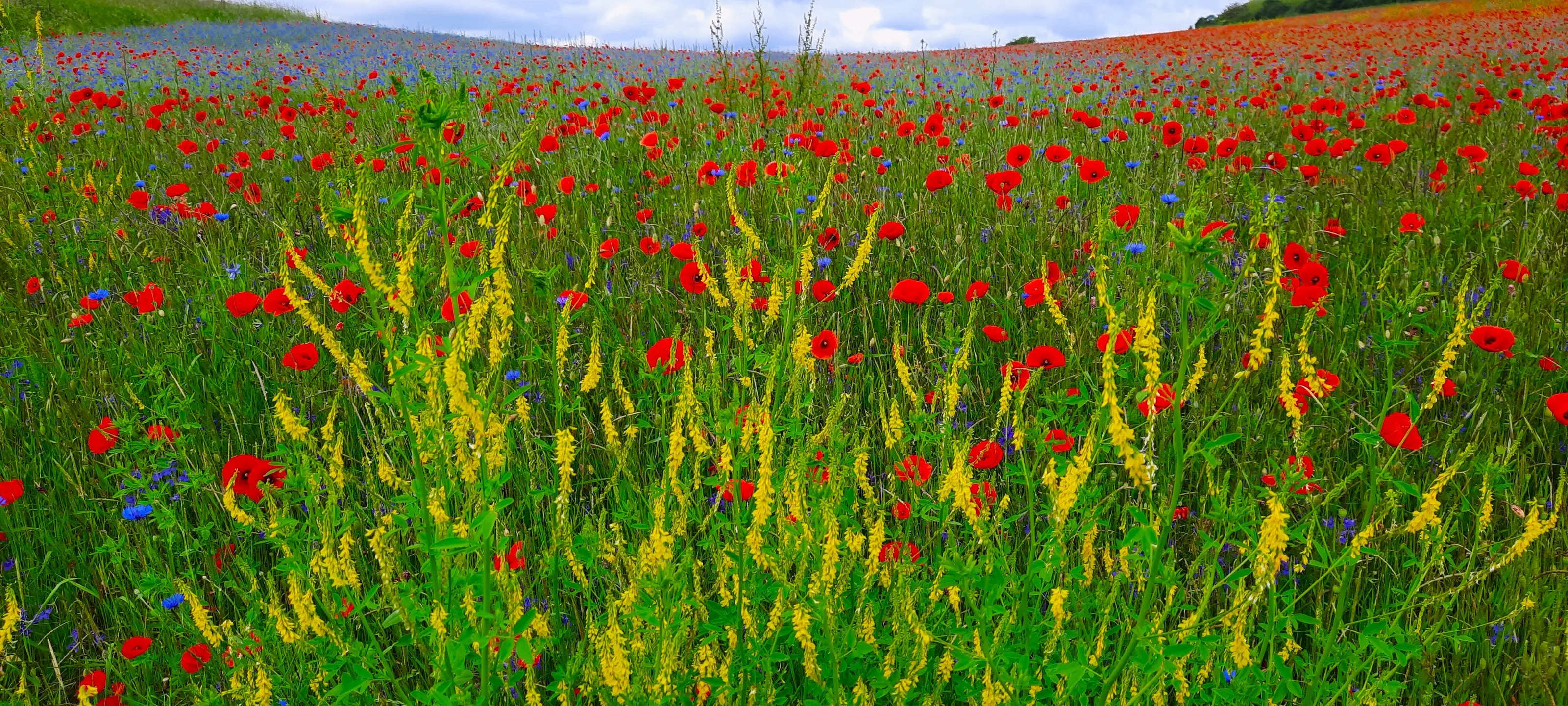 Buntes Blumenfeld
