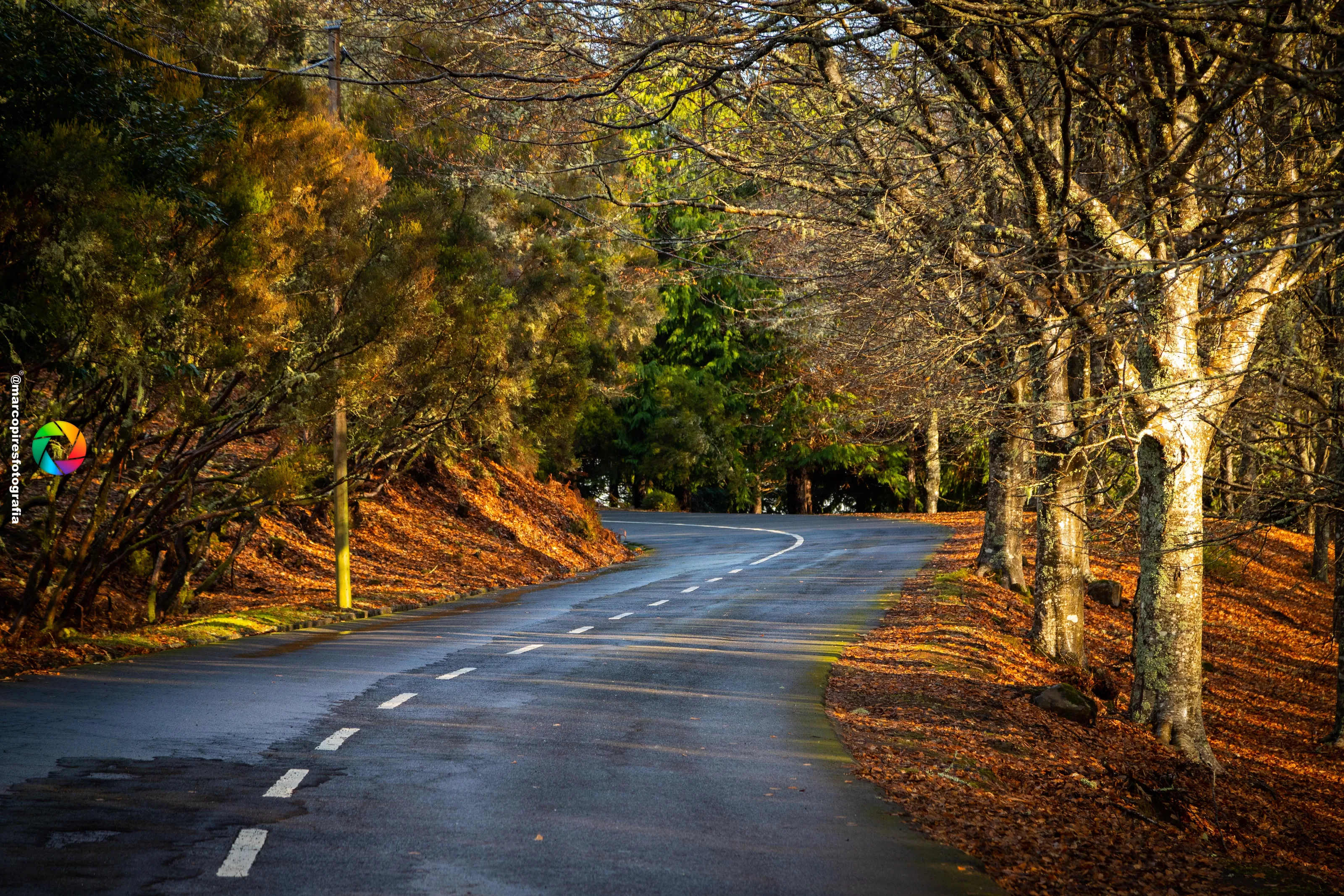 Autumn road