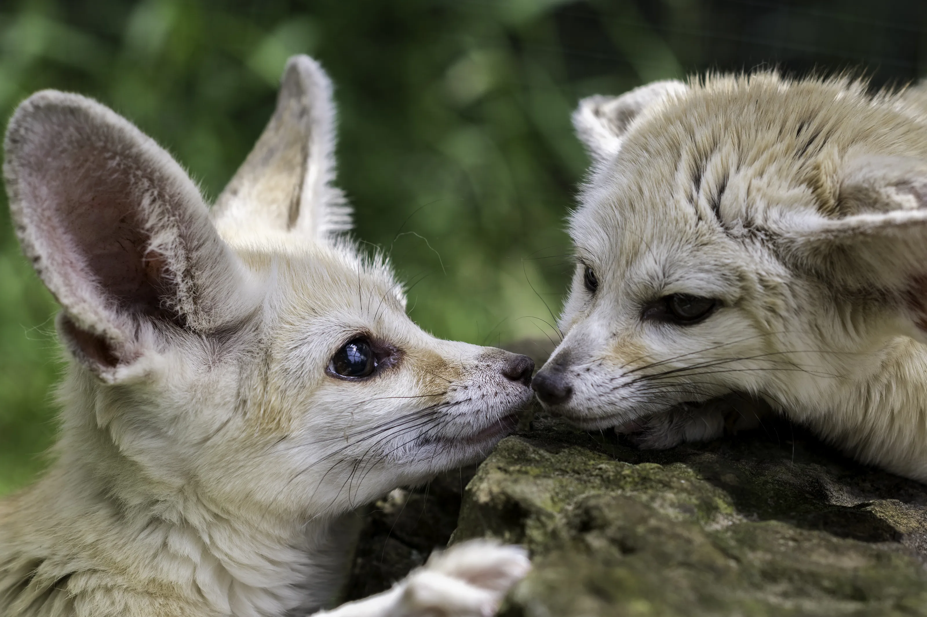 The Kiss