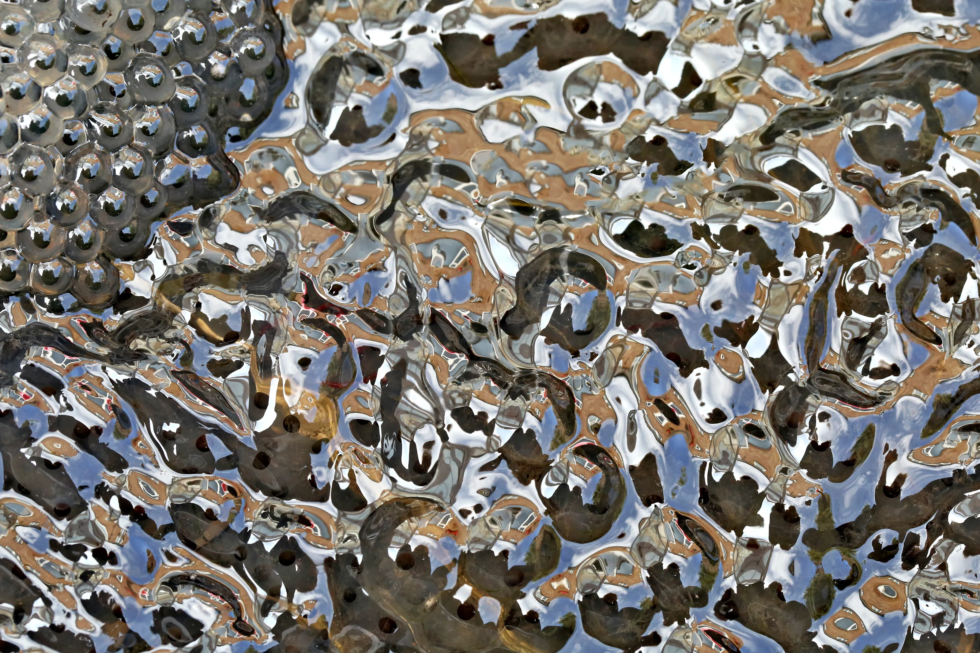 Reflections in Frogspawn