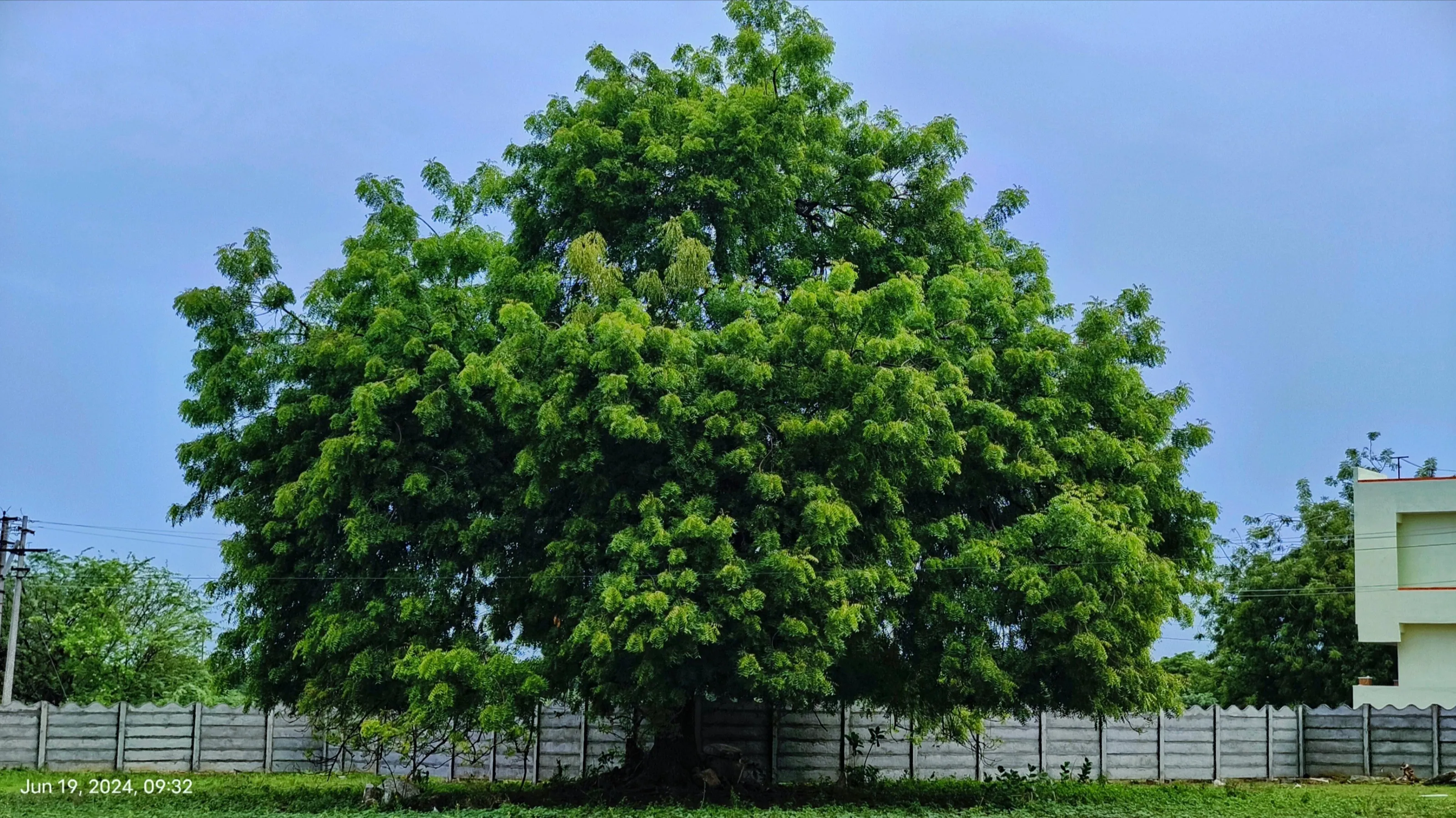 Greenery of a tree