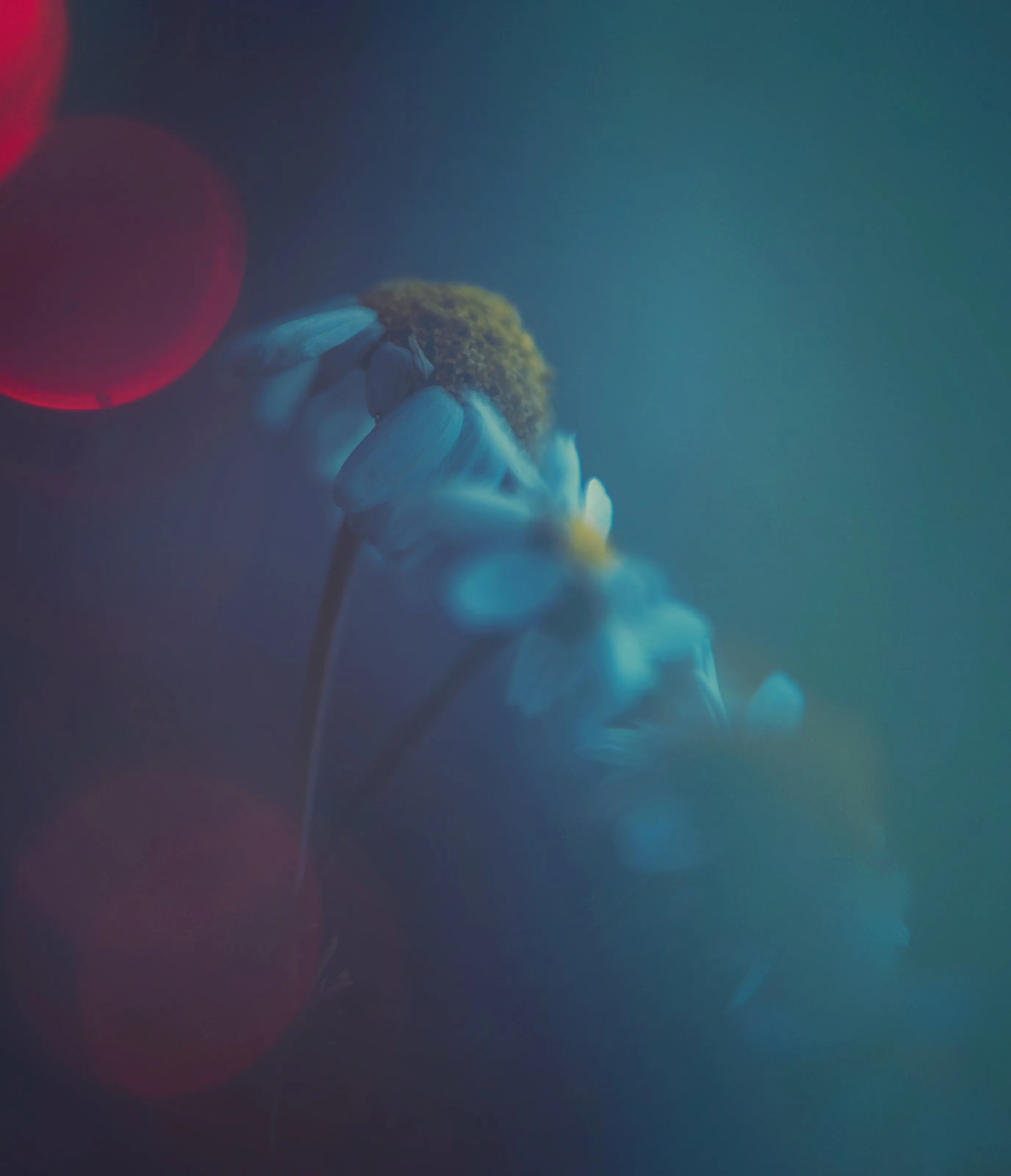 Fleur de bokeh