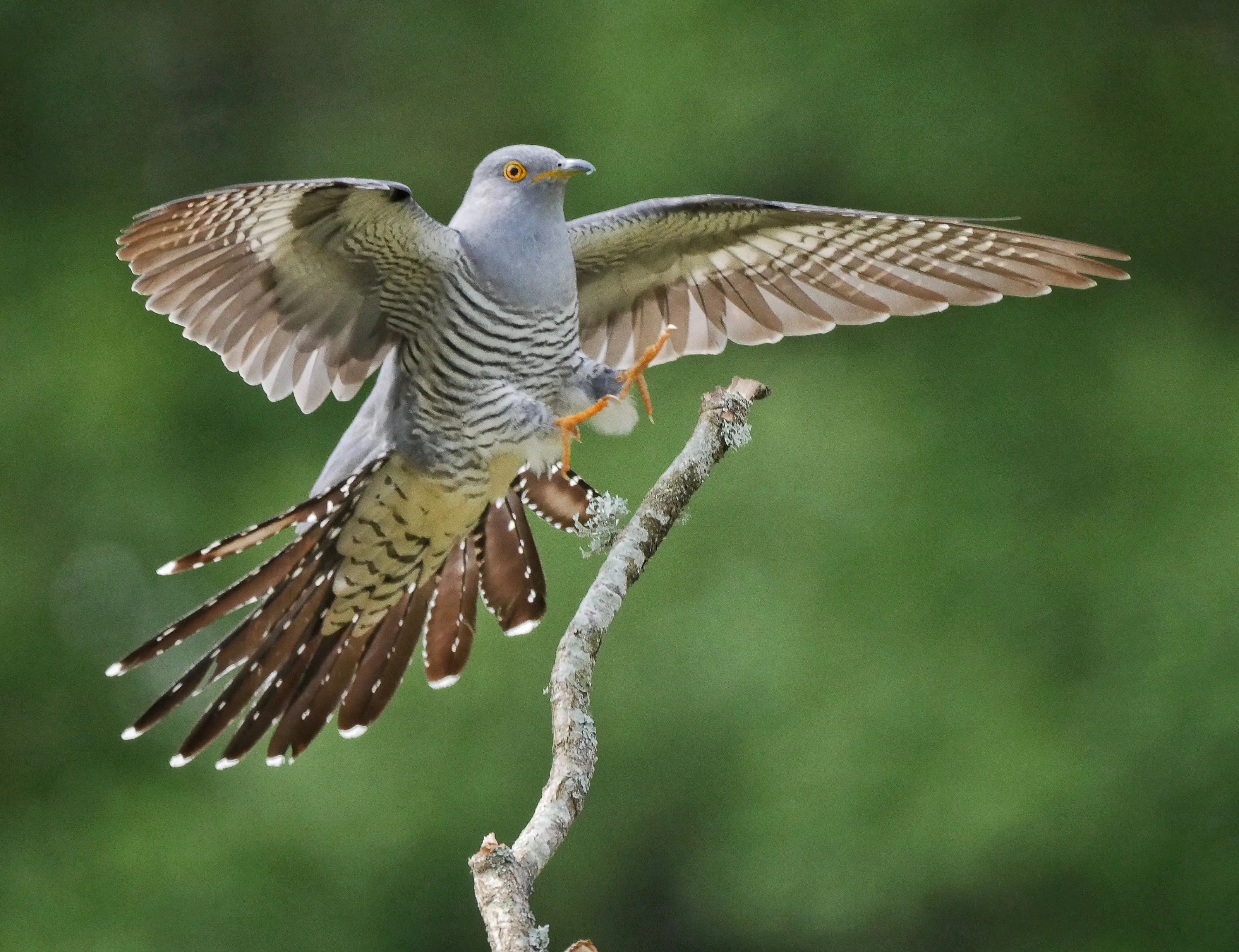 Cuckoos