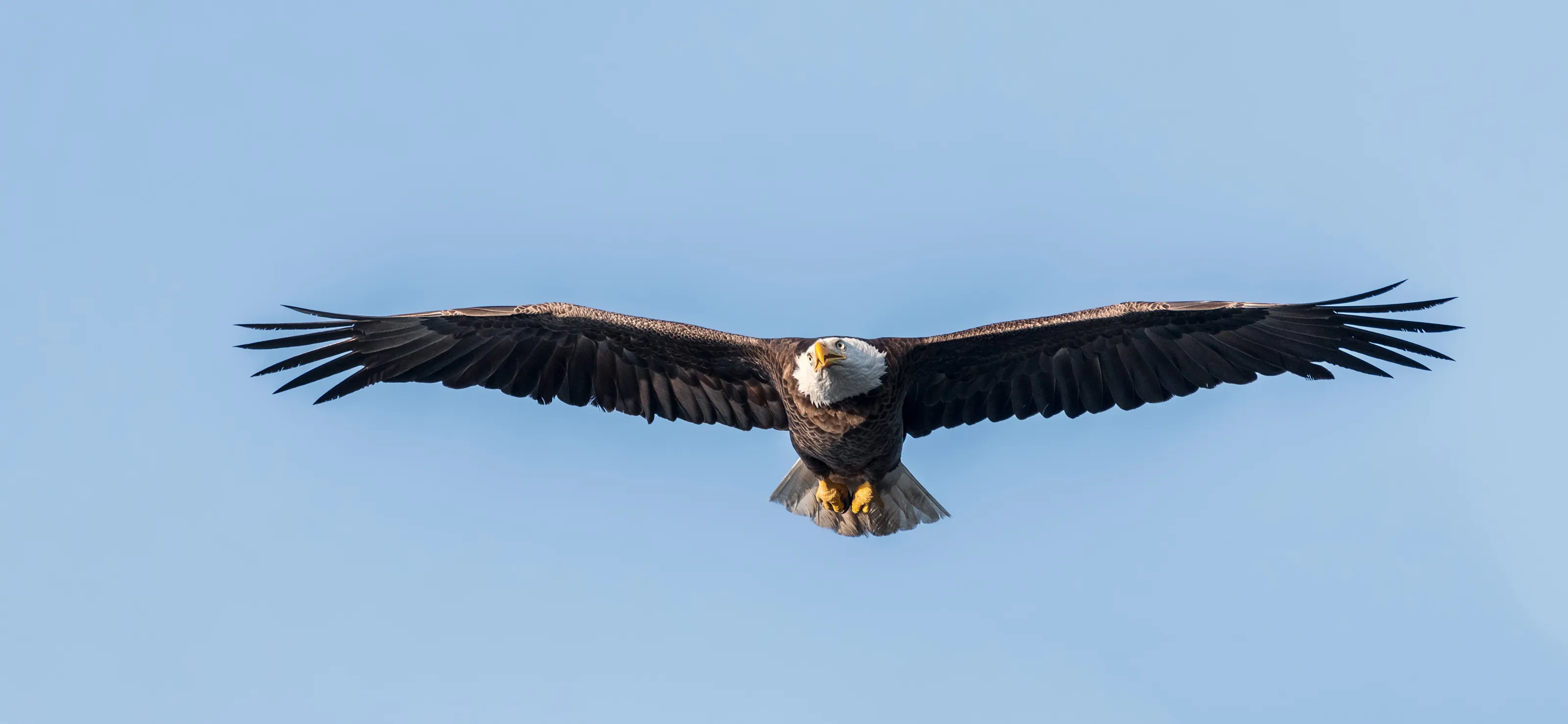 Eagle Eye
