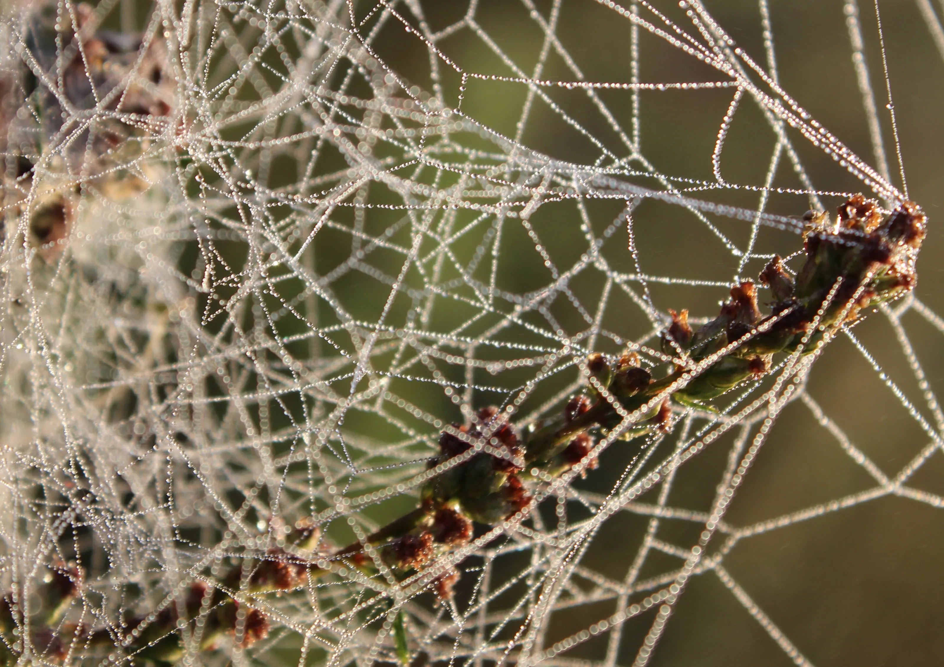 web