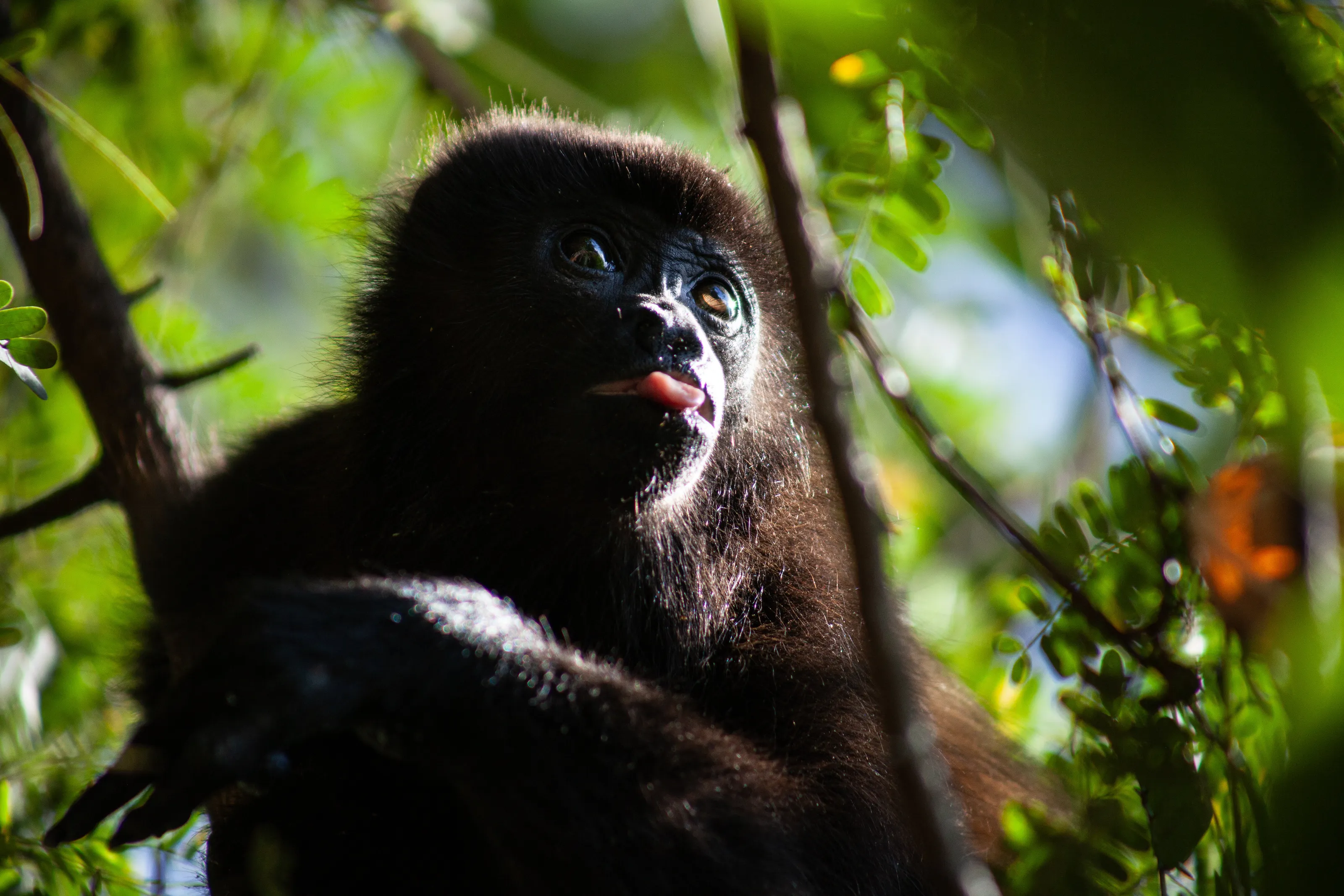 Howler Monkey