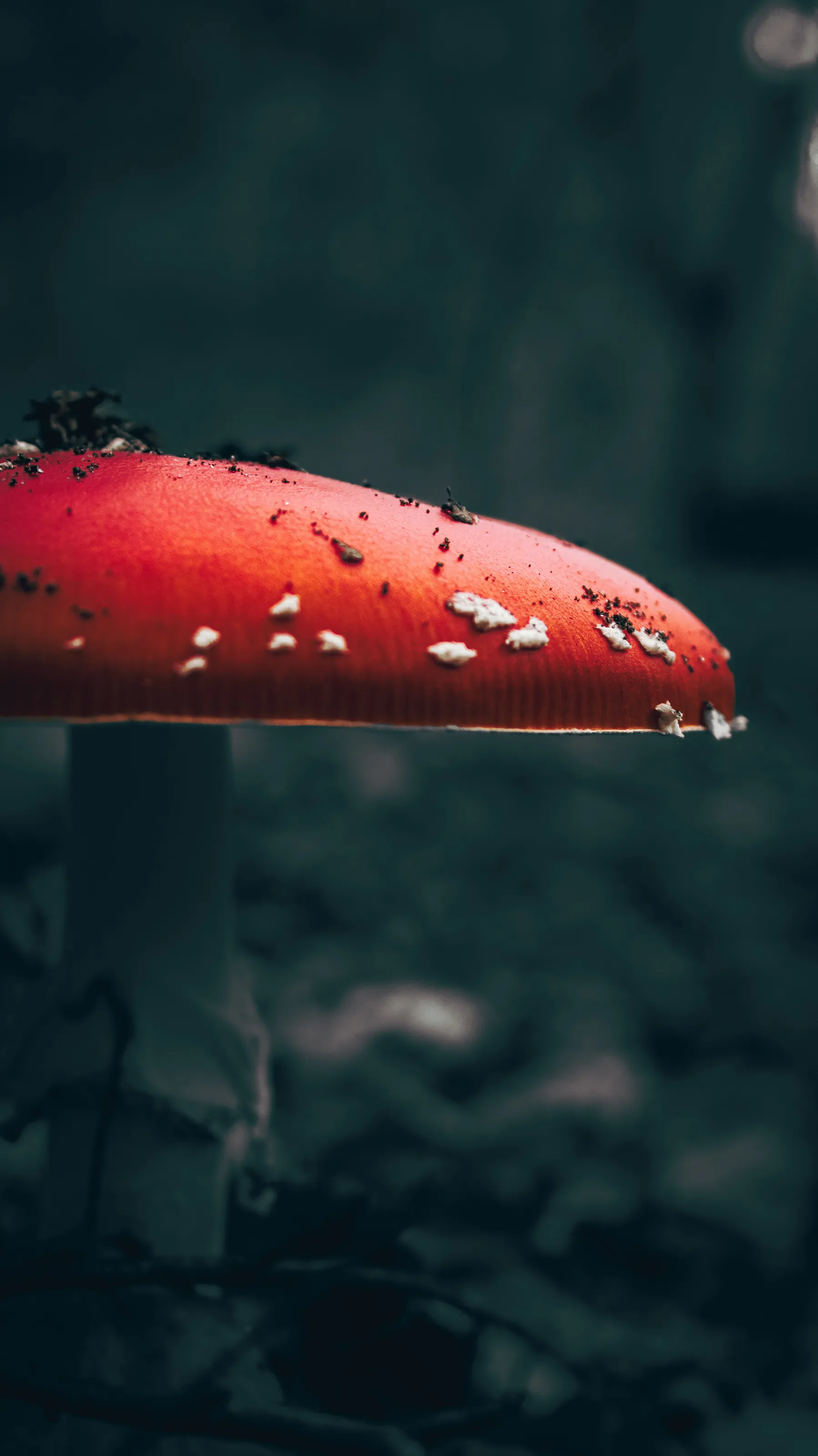 Red Fungus