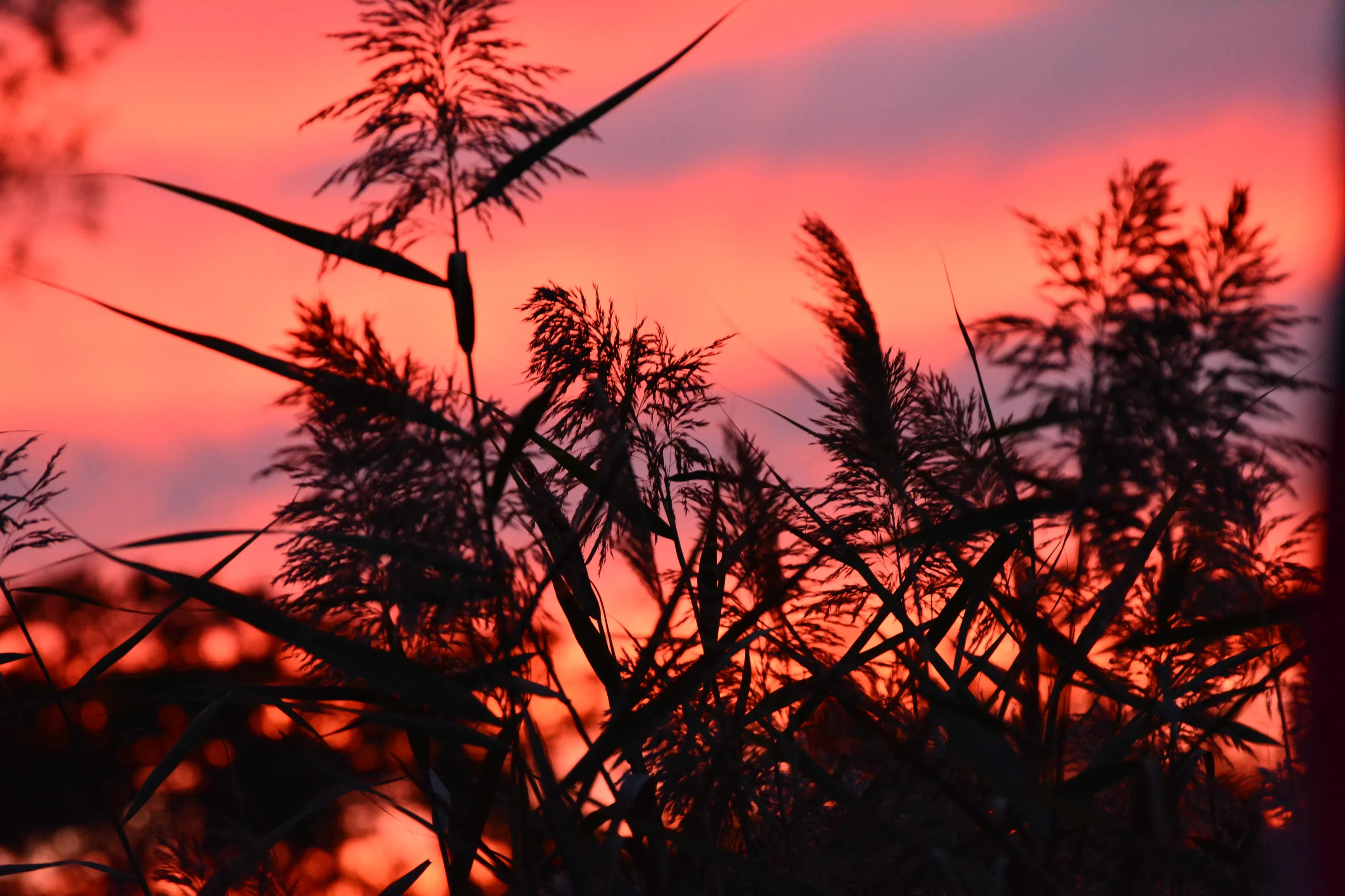 Sunset in EMO